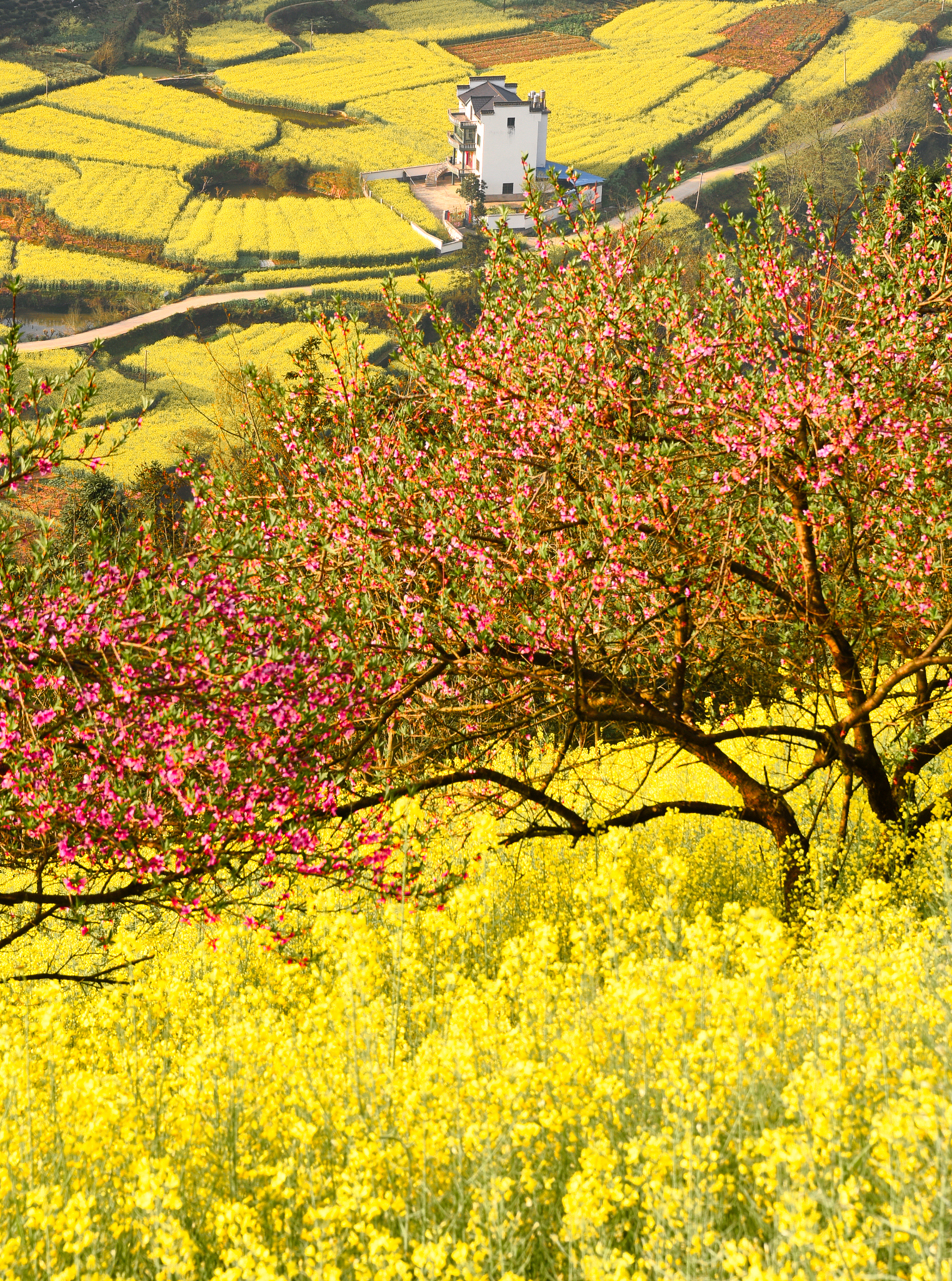 给我写一个朗朗上口的诗词