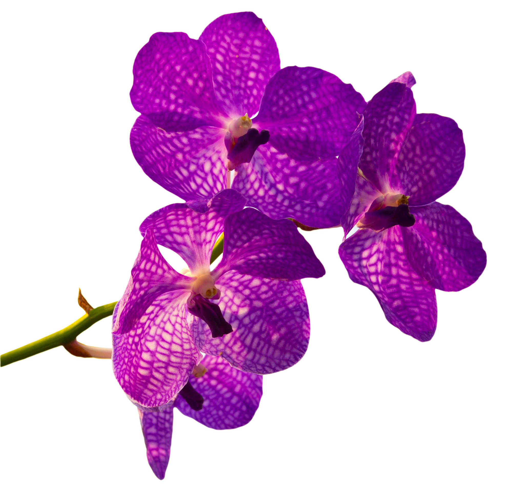 violet orchid