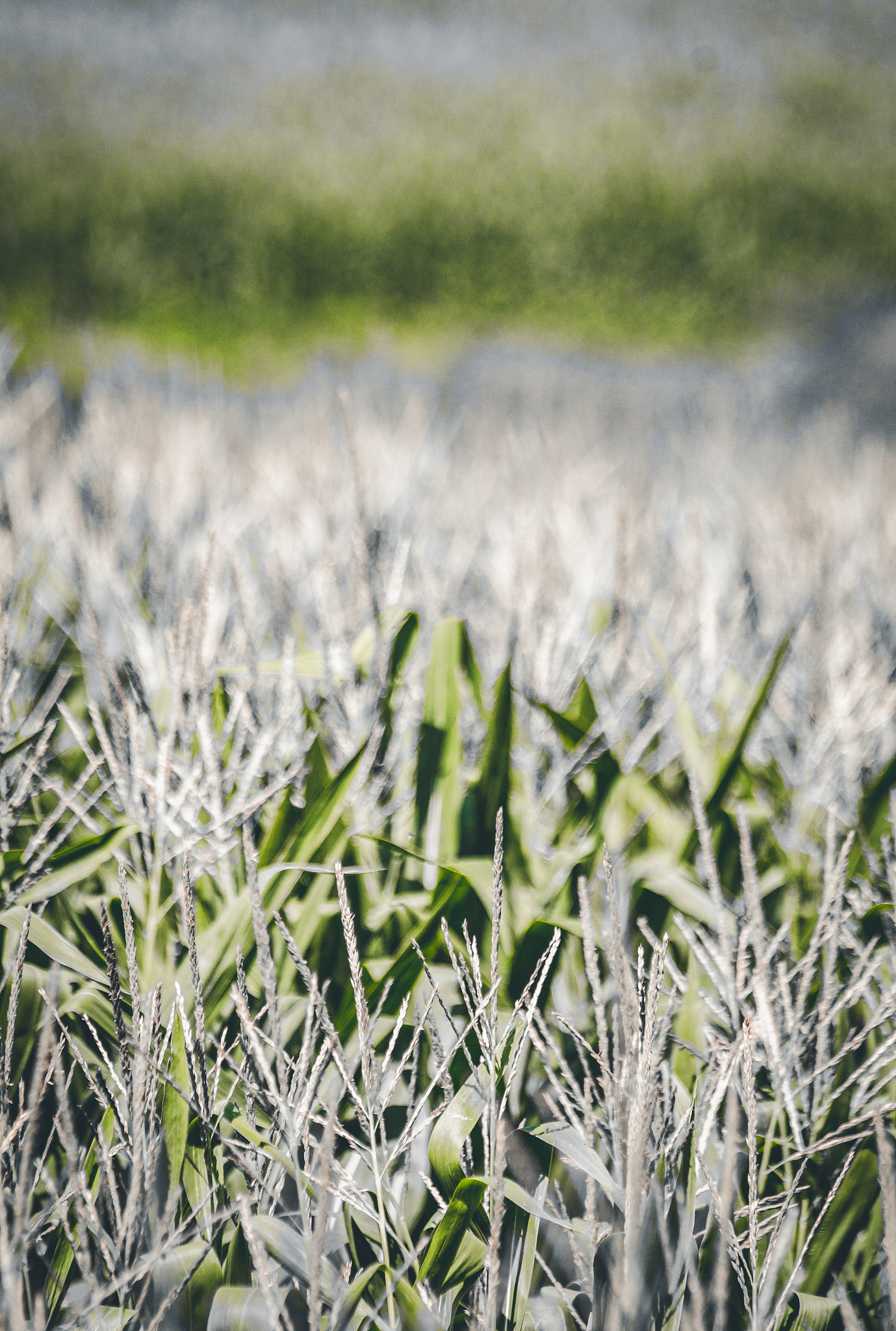 探寻孤独中的美：<一个人的村庄>与黄沙梁乡村美学