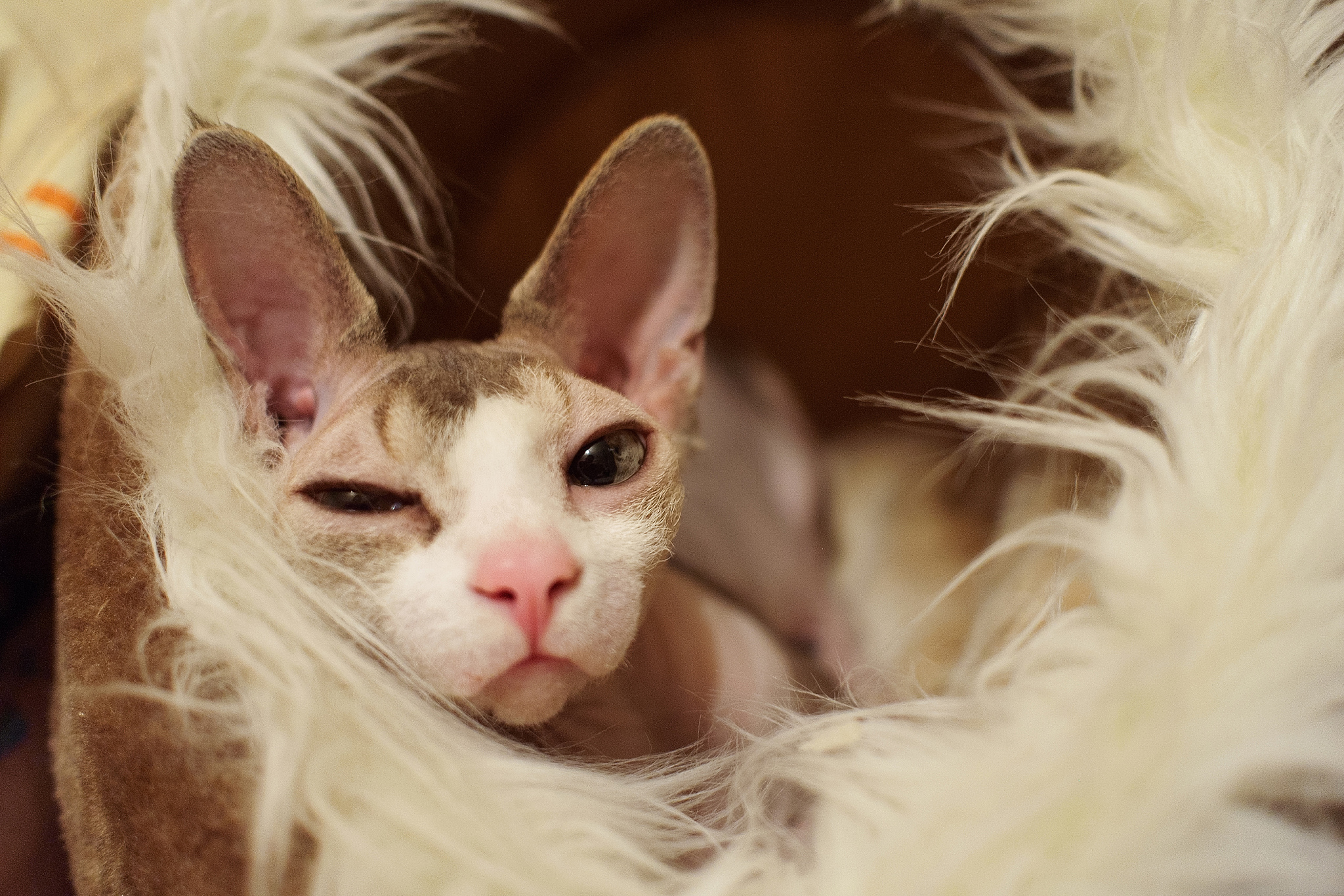 portrait of a bald cat sphinx indoors. pet with smooth skin. unu