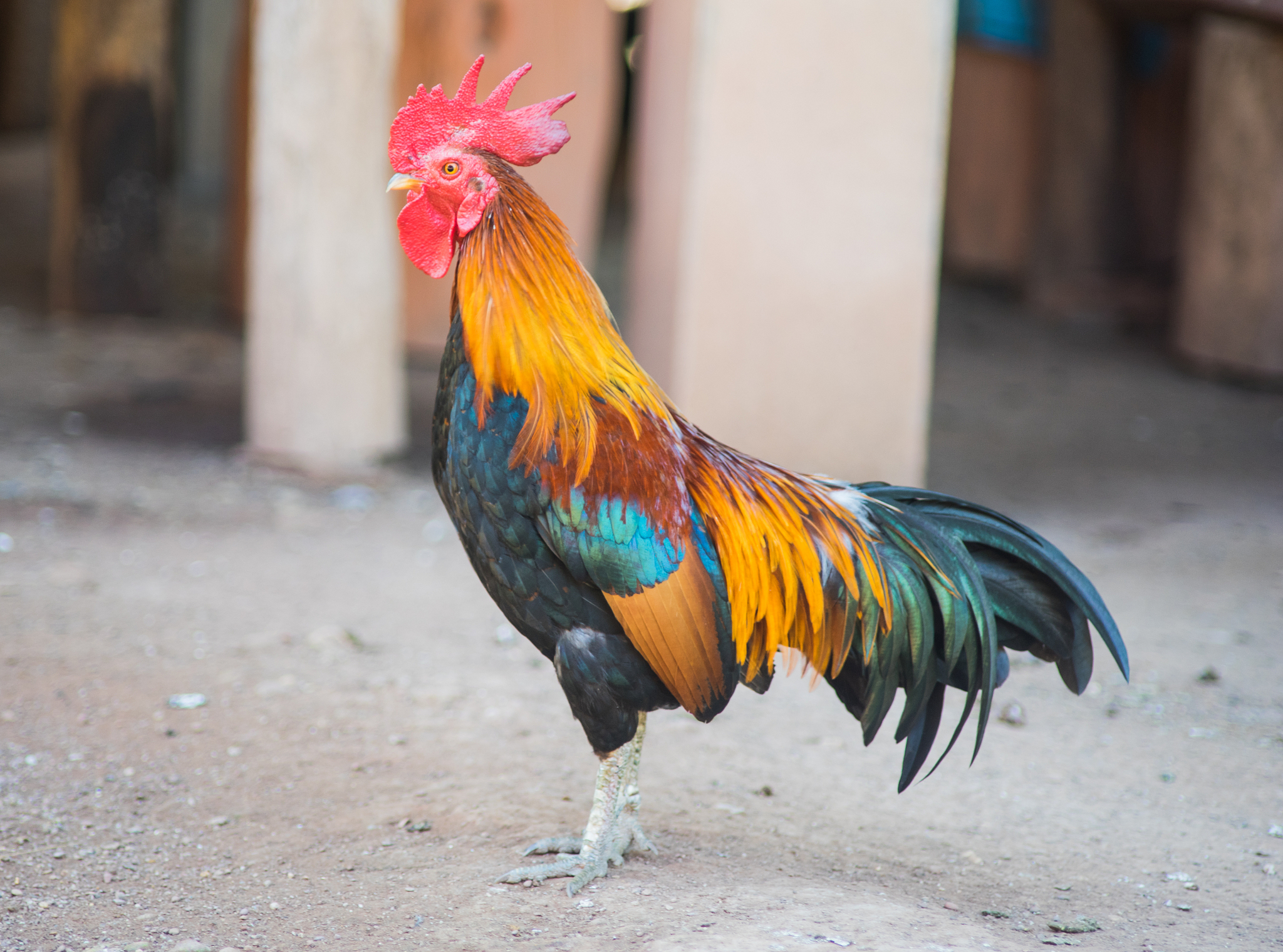 thai fighter chicken pet