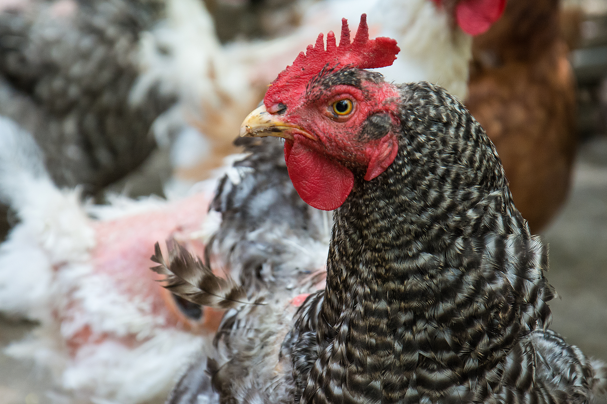 chicken portrait