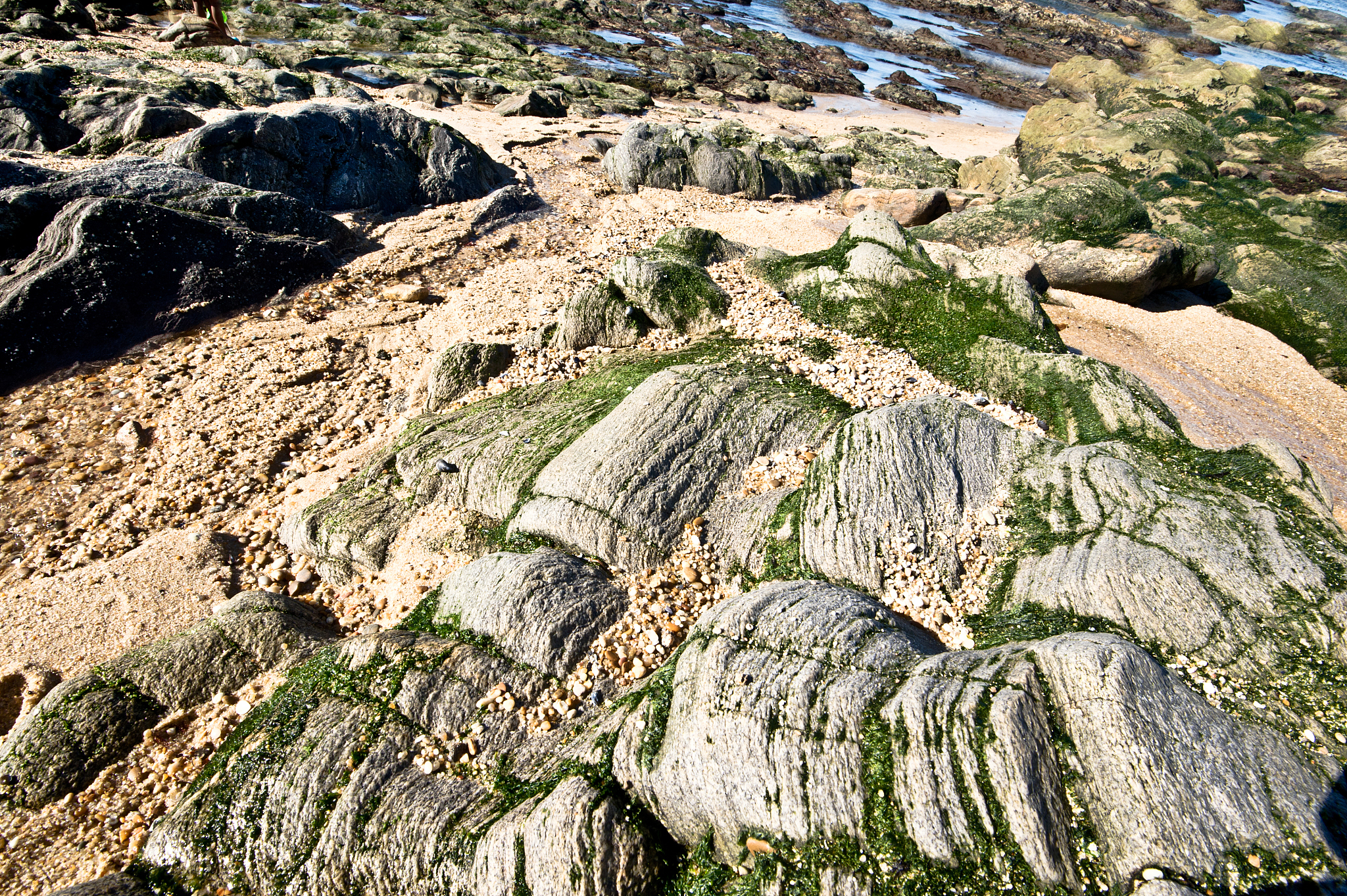 naked marine life: colourful atlantic ocean seaside rocks during