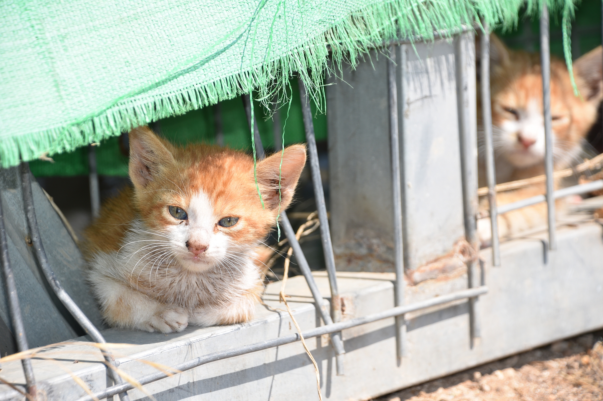 如何防止自己家的小猫跑到外面去主要是为了保护他的安全而不是限制他的自由