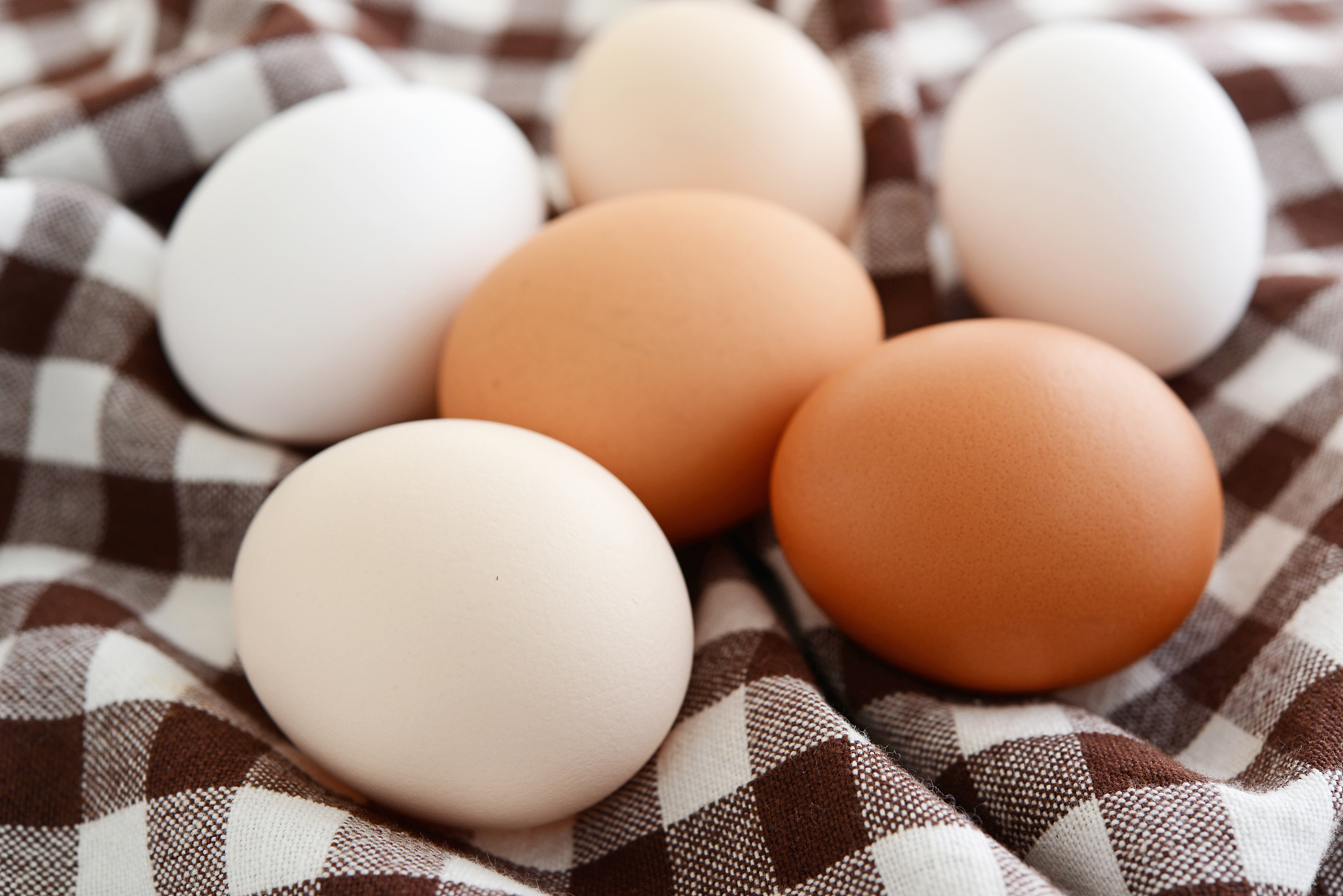 fresh chicken eggs