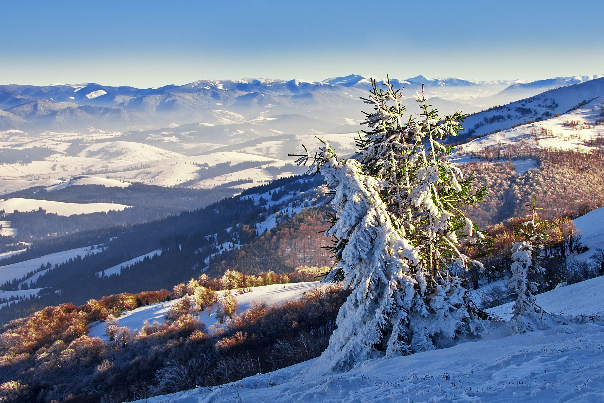 雪山连绵，白桦林立：壮丽雪山美景