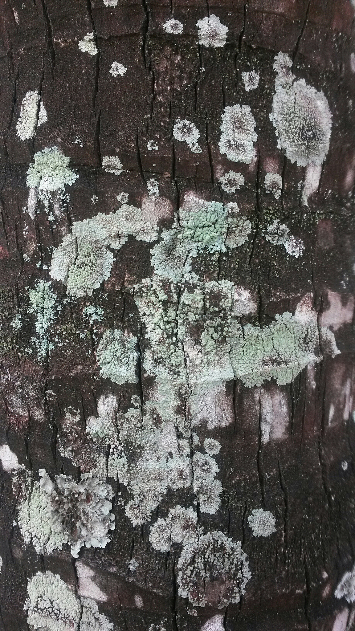lichens on tree trunk
