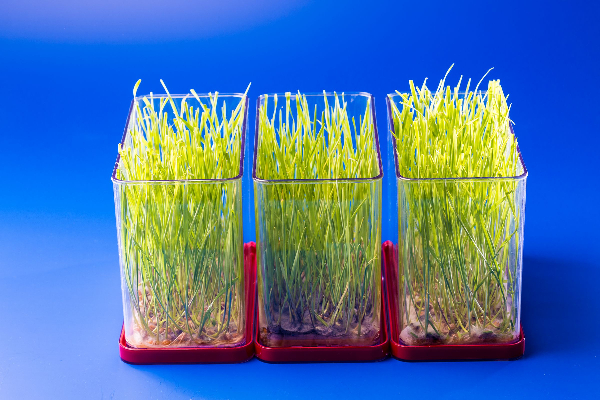 转基因花粉会引起基因污染吗？