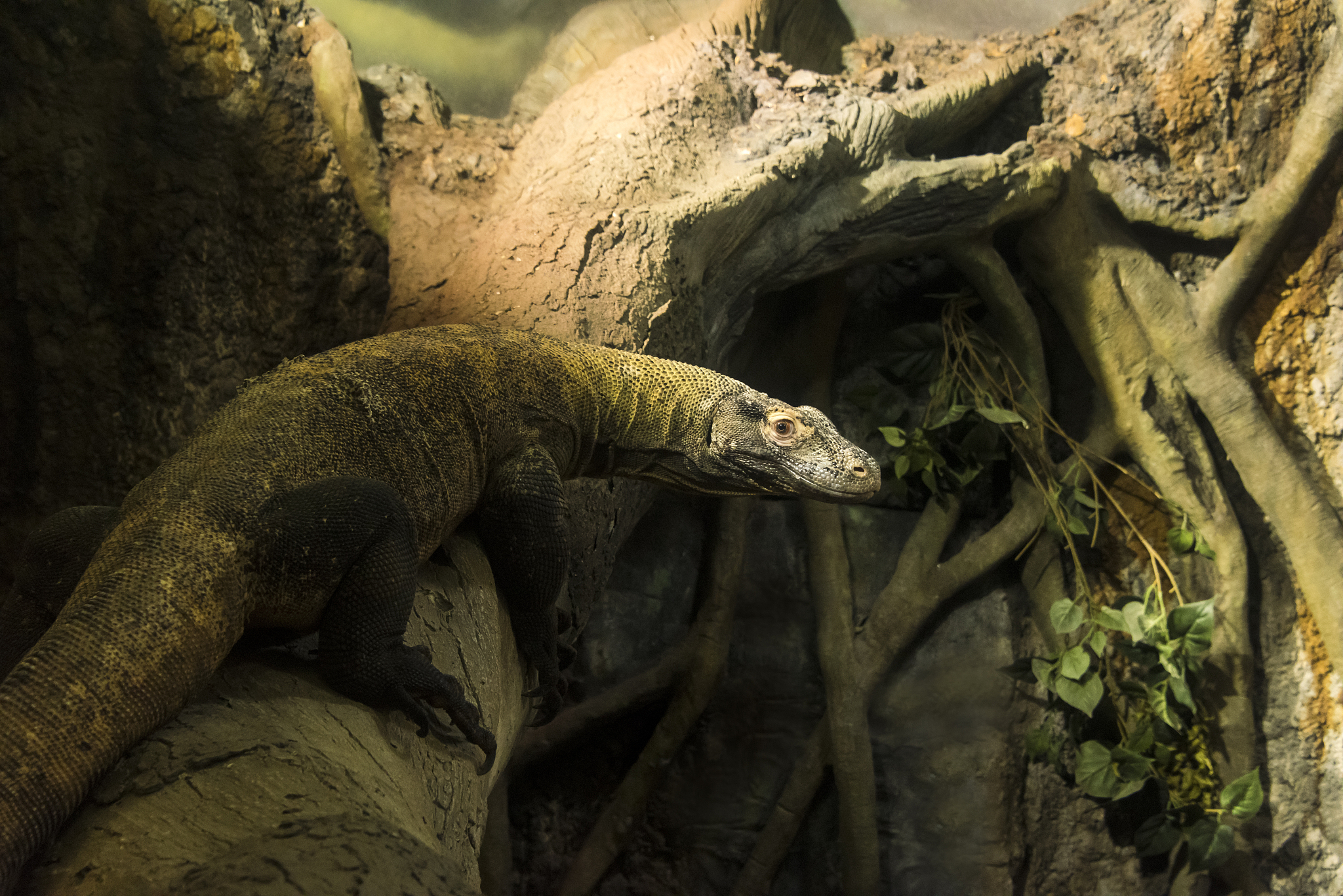 komodo dragon