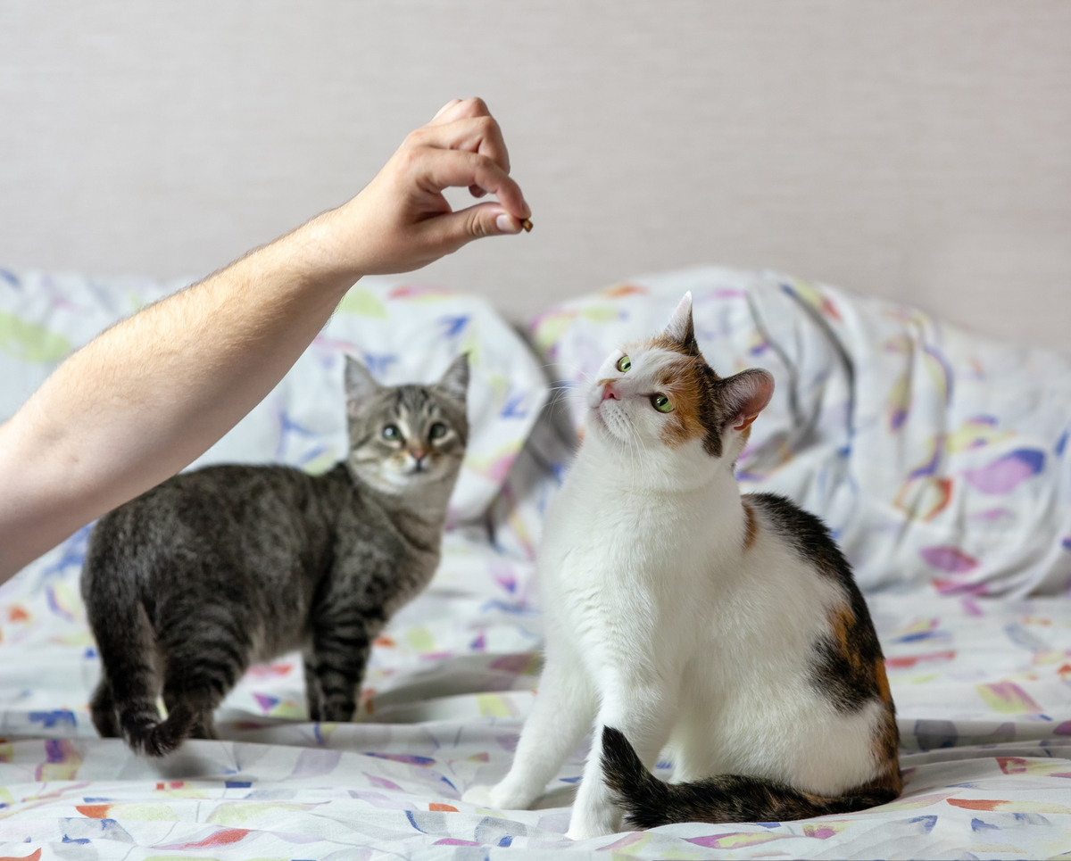 成为小猫咪的最爱，你需要掌握这几个技巧！