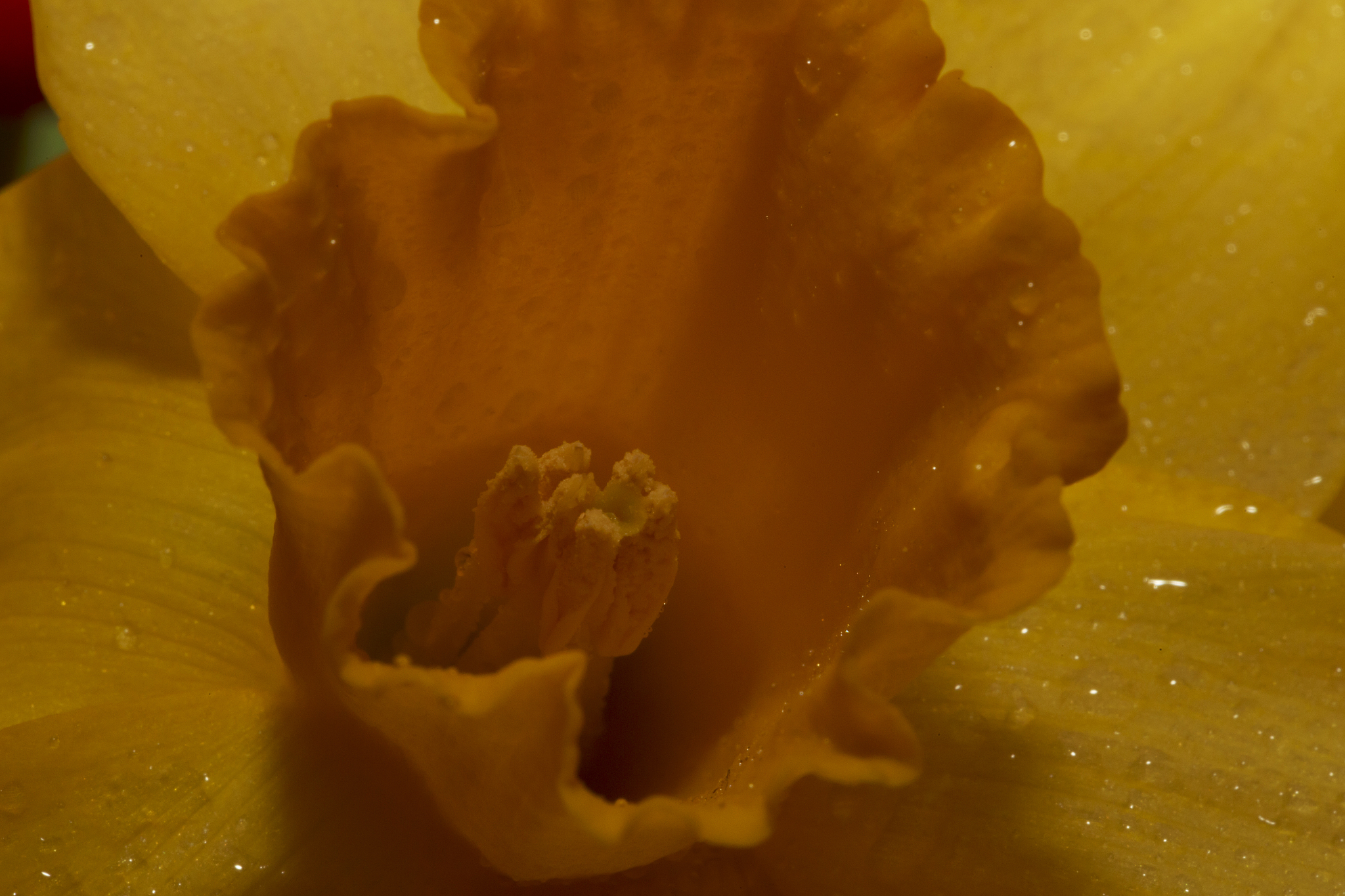 大便中出现橙色碎屑？可能是这些原因！