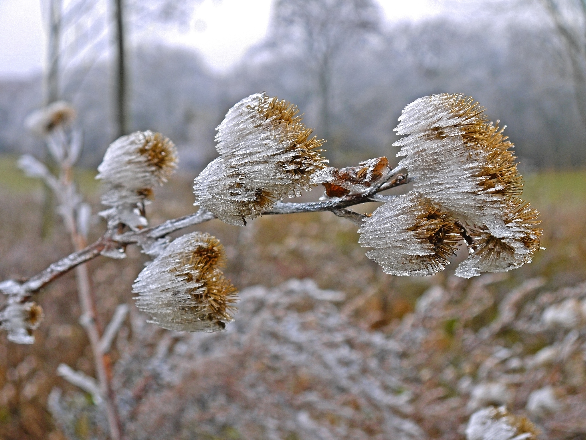 winter weather