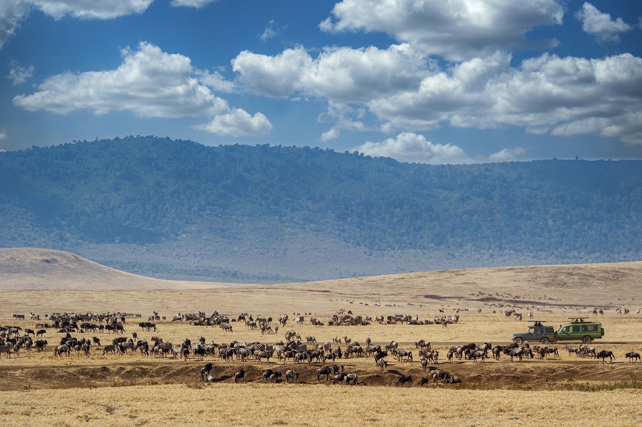 safari vehicles in between large herds of animals, ngorongoro cr