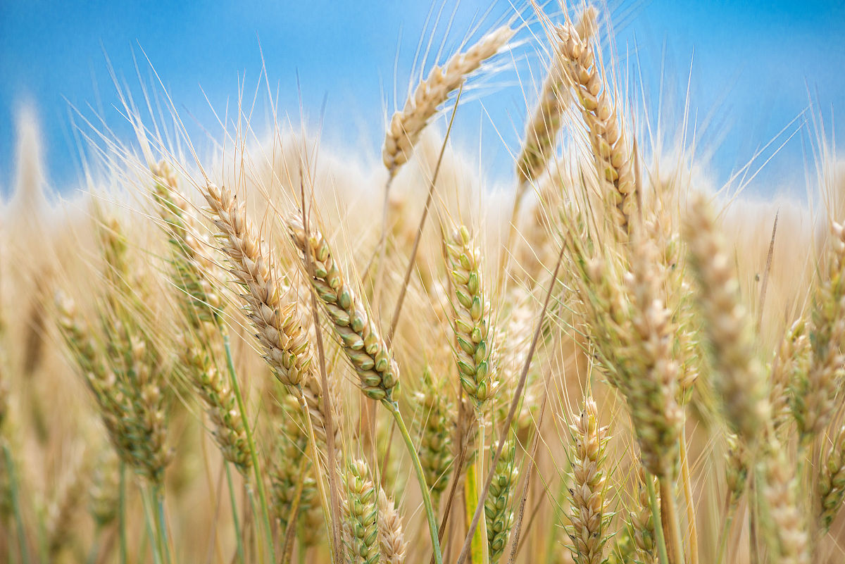 四川省水产学校2019-动物饲料研发与检测