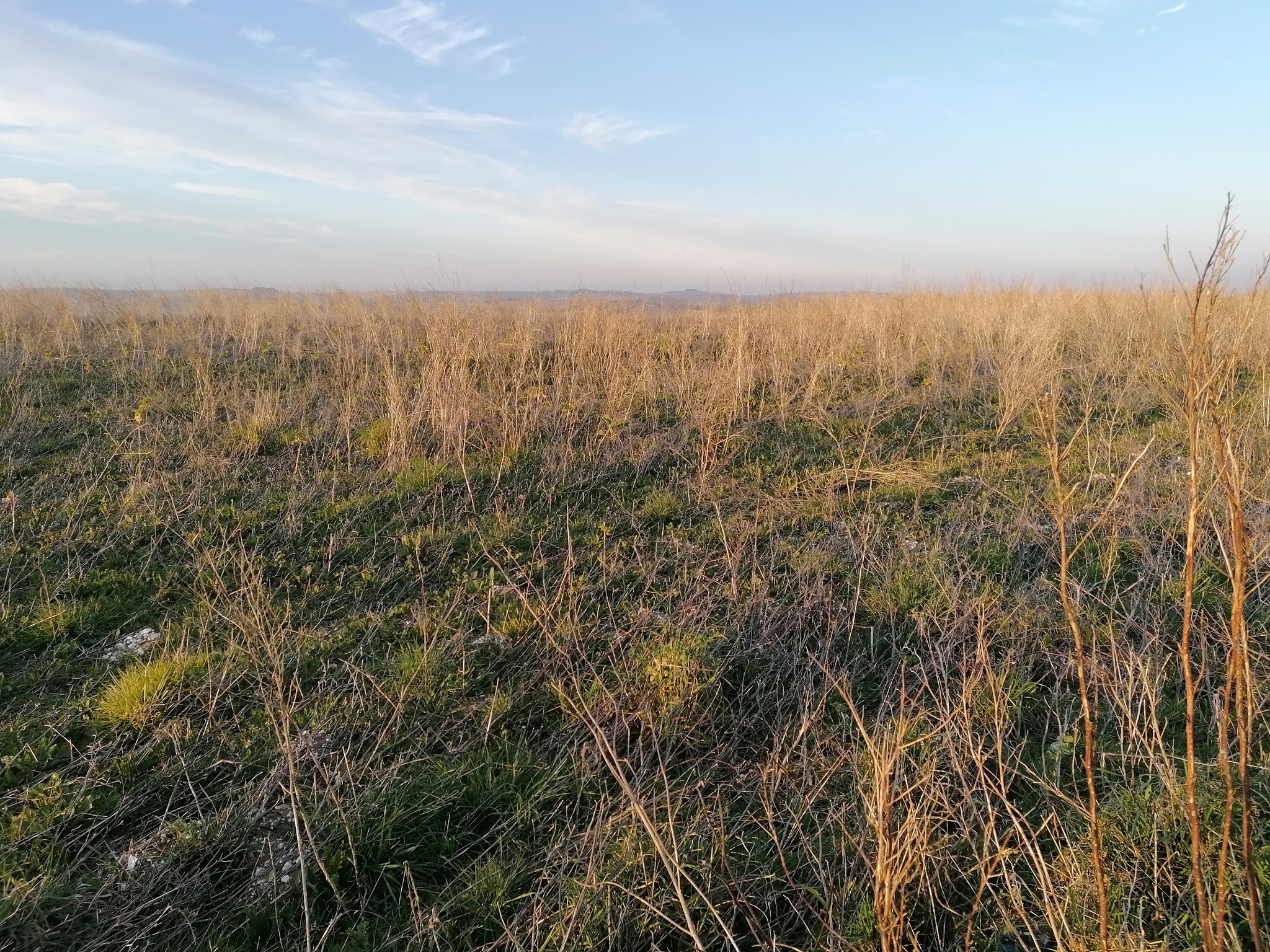 介绍一下盐碱地生物育种研究方向包括哪些