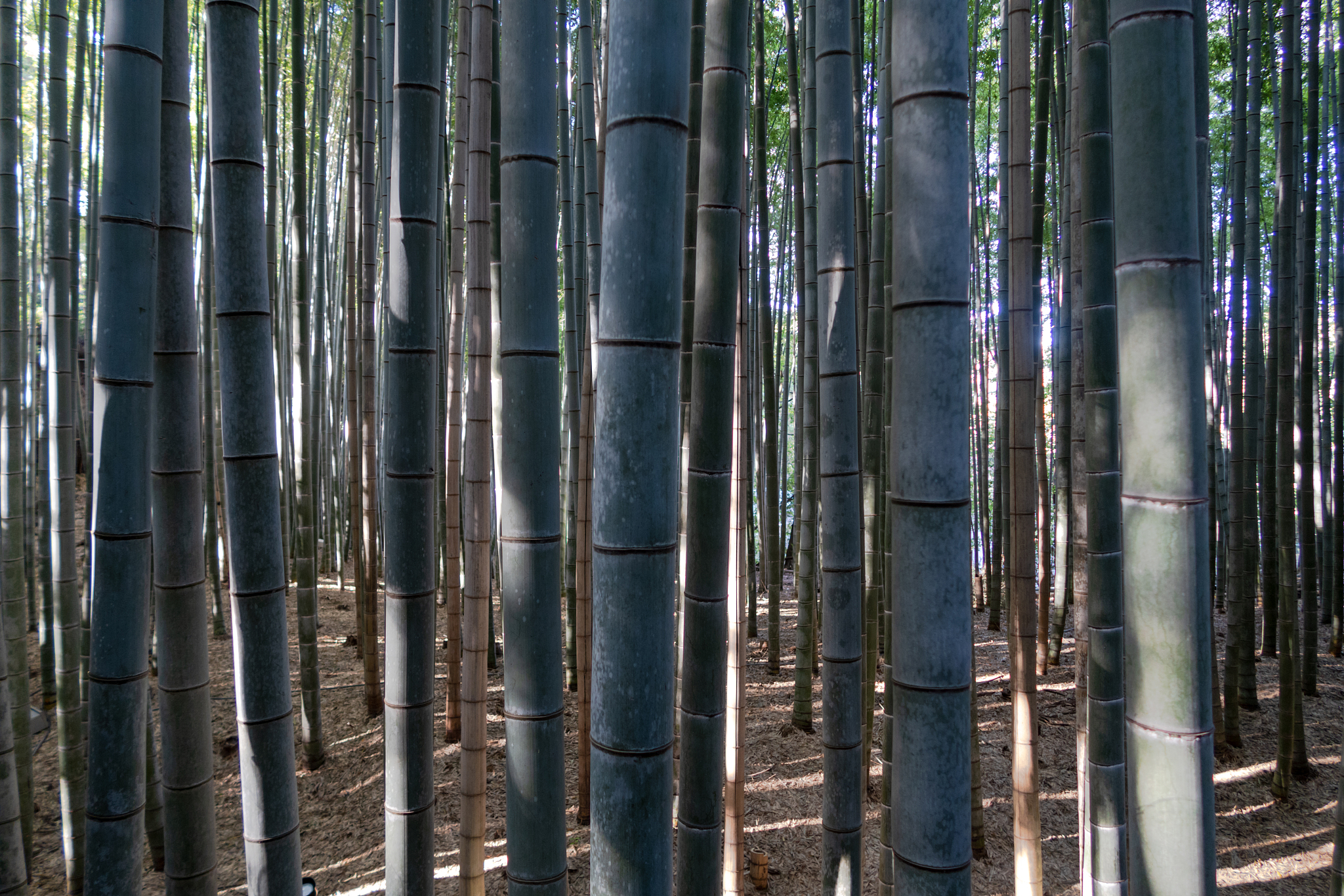bamboo grove