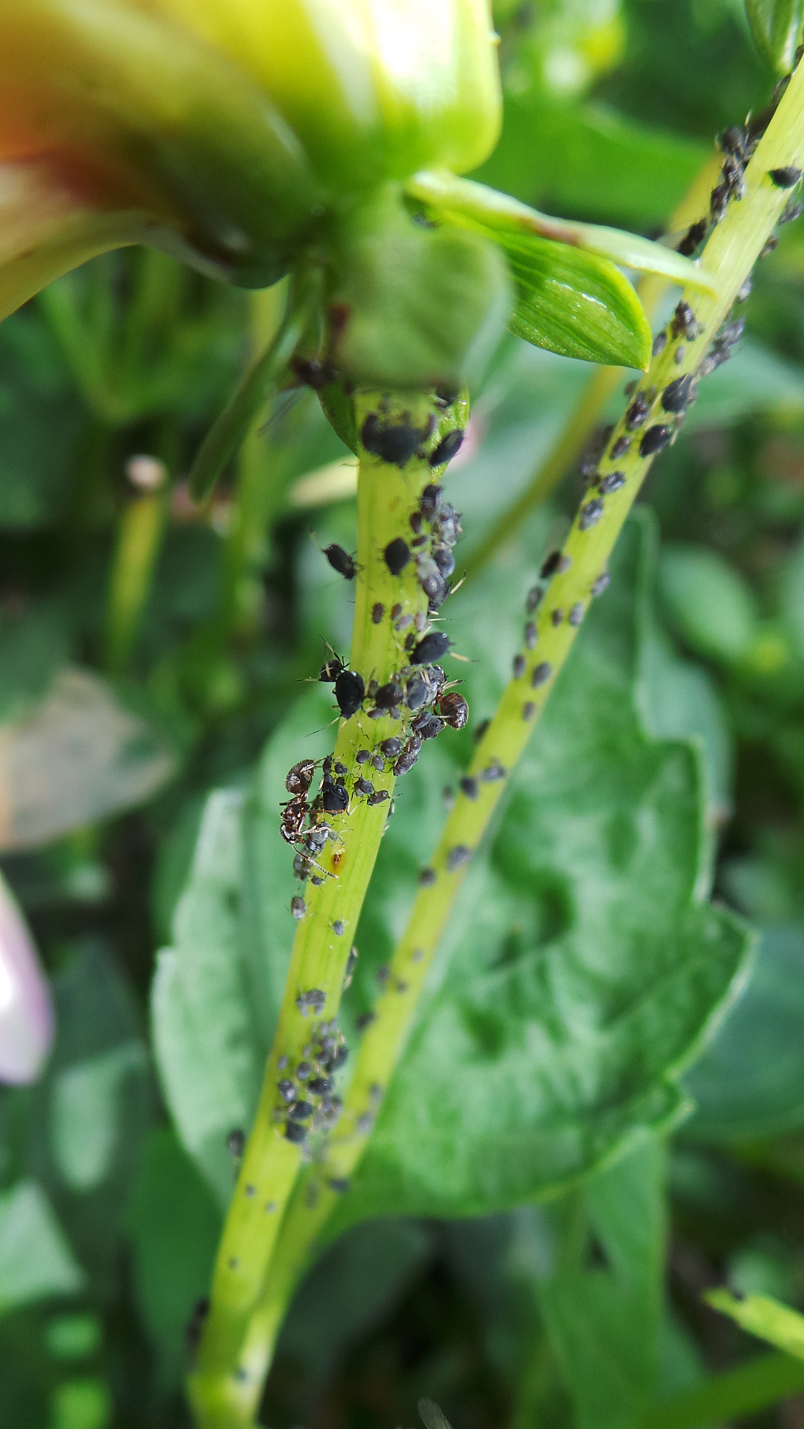 由导致的辣椒卷叶的病毒有哪些