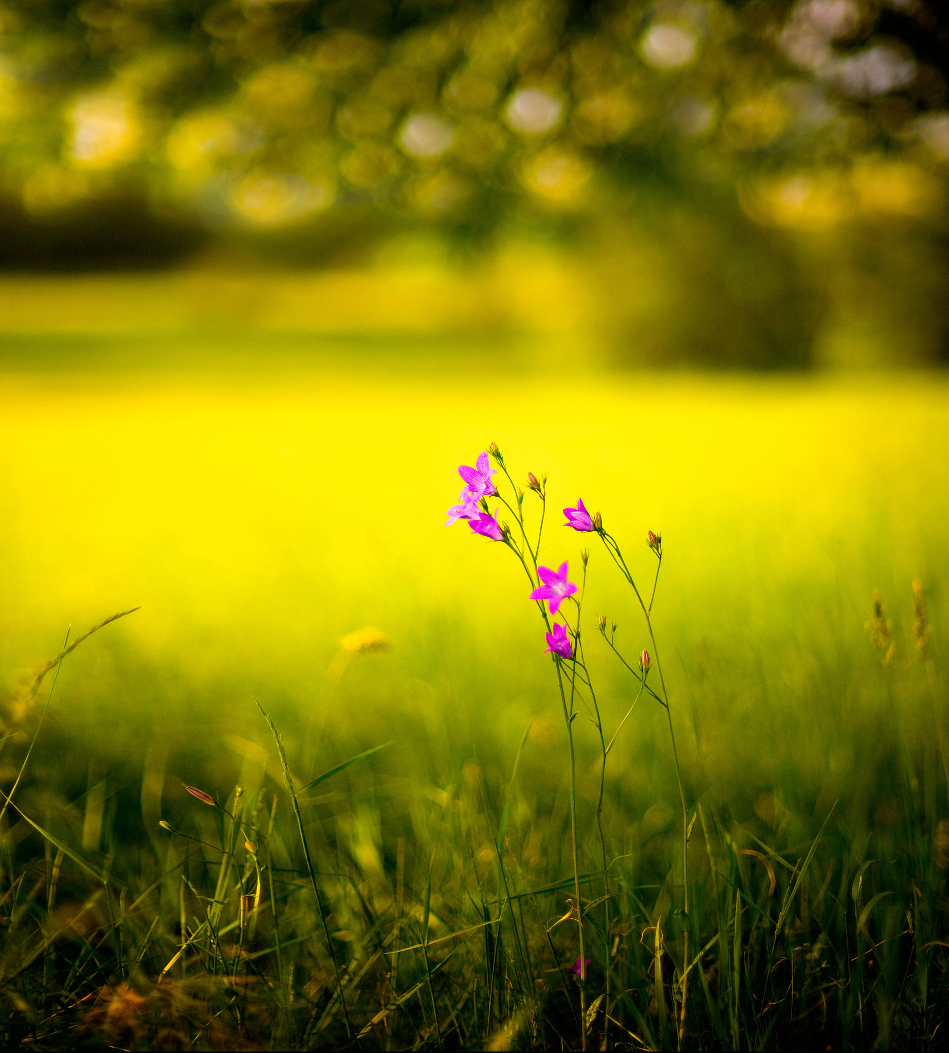 春日何必远方下一句的回答多种方式表示快乐回答