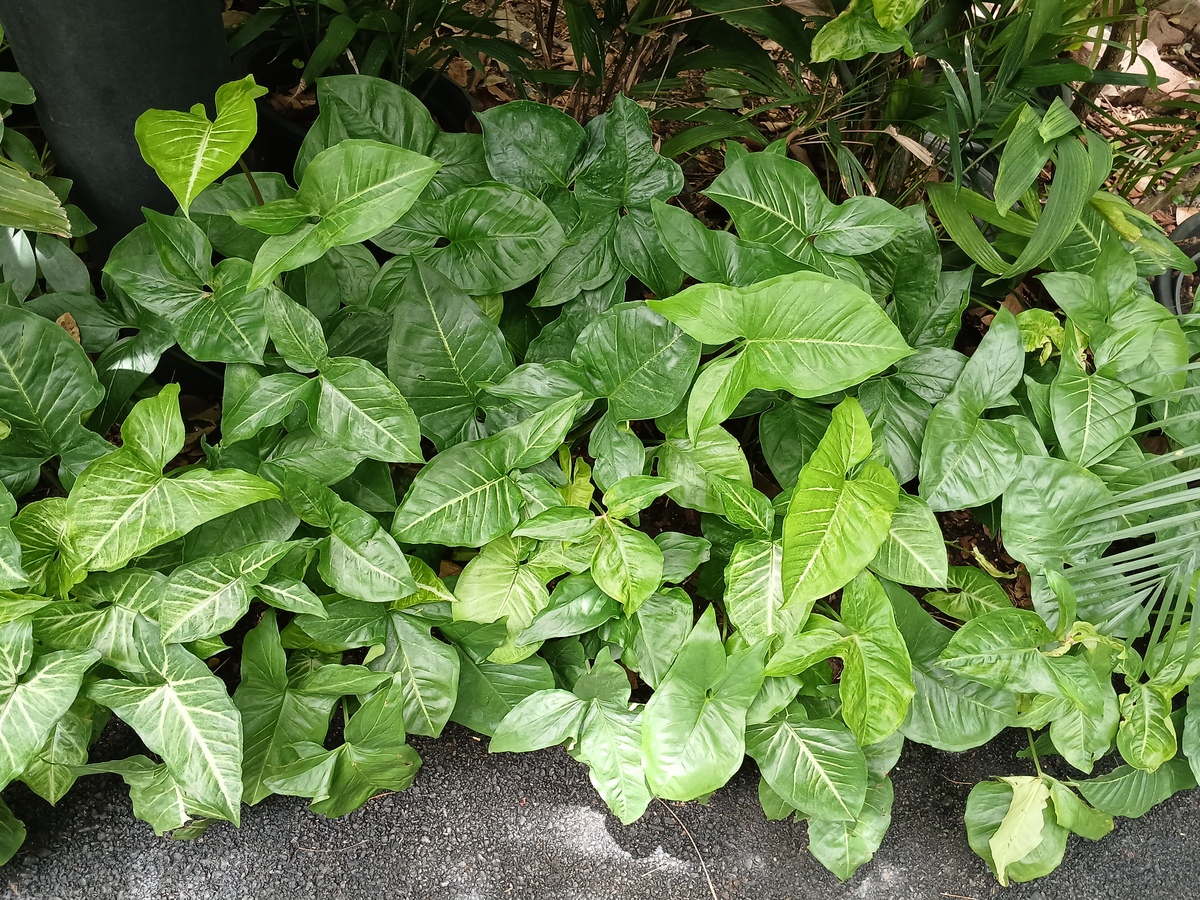 香叶吃太多会怎样？300字详解香叶过量食用的危害