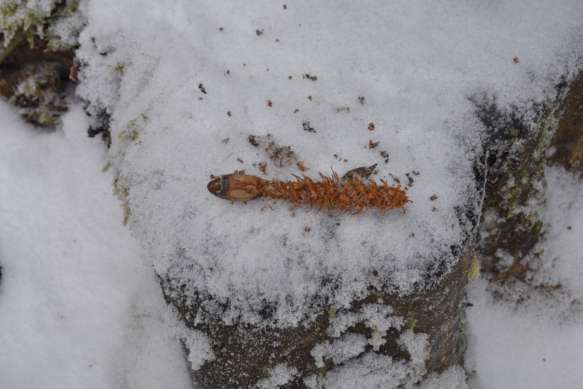 eaten pine cone