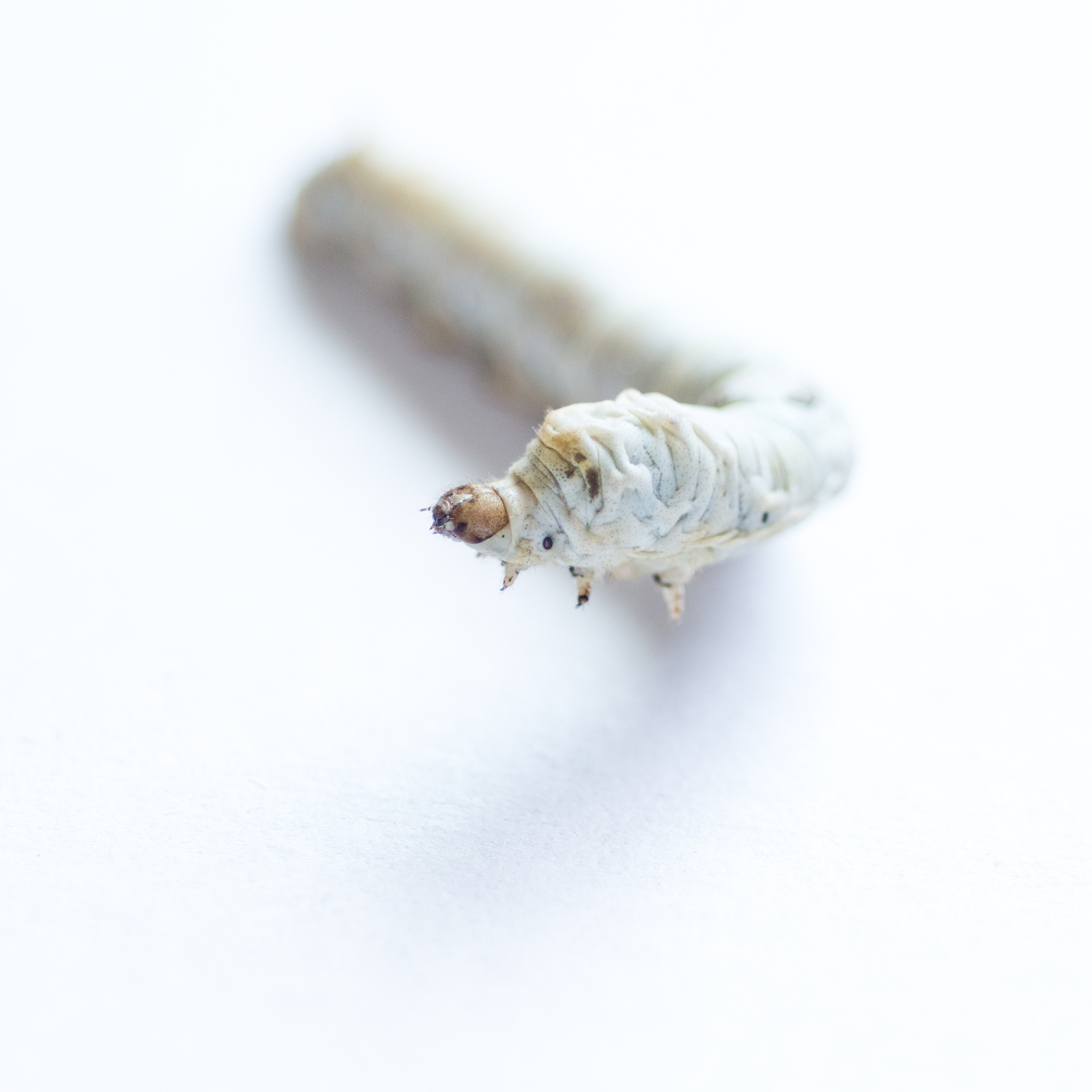 雄蚕蛾会不会产卵？
