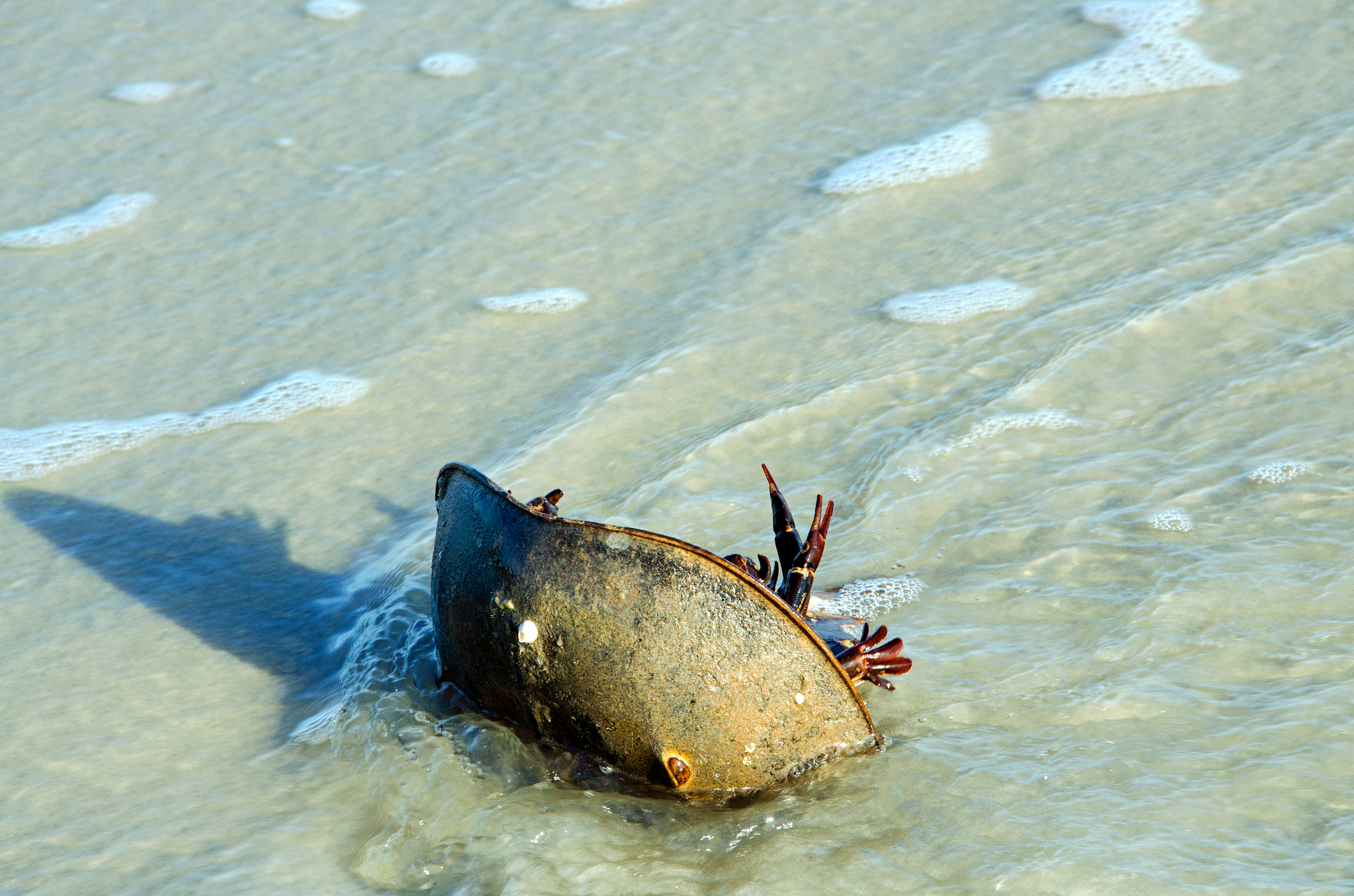 请下以下文章不删减的情况下以一个科普博主的口吻再加入一些帝王蟹相关知识进去：你知道吗你每吃掉一只帝王蟹都在为拯救世界做出贡献。今天就带你了解一下在海洋中泛滥成灾的帝王蟹。大家先帮忙点个赞活跃一下账号然后继续往下看。全球有超过4500种蟹类帝王蟹并不是最大的。地球上最大的螃蟹是一种叫甘氏巨獒蟹的蜘蛛蟹展开腿后可达到42米。帝王蟹不仅不是最大的螃蟹甚至可以说它根本不是螃蟹。或许你会有点疑惑让我给你解释