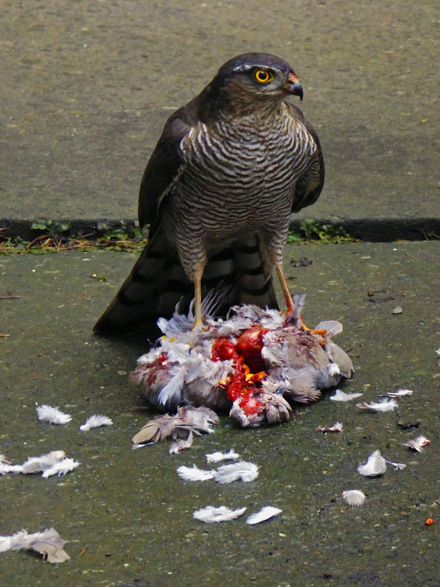 translate in traditional chineseBird of prey! Pigeons are considered pests anyway