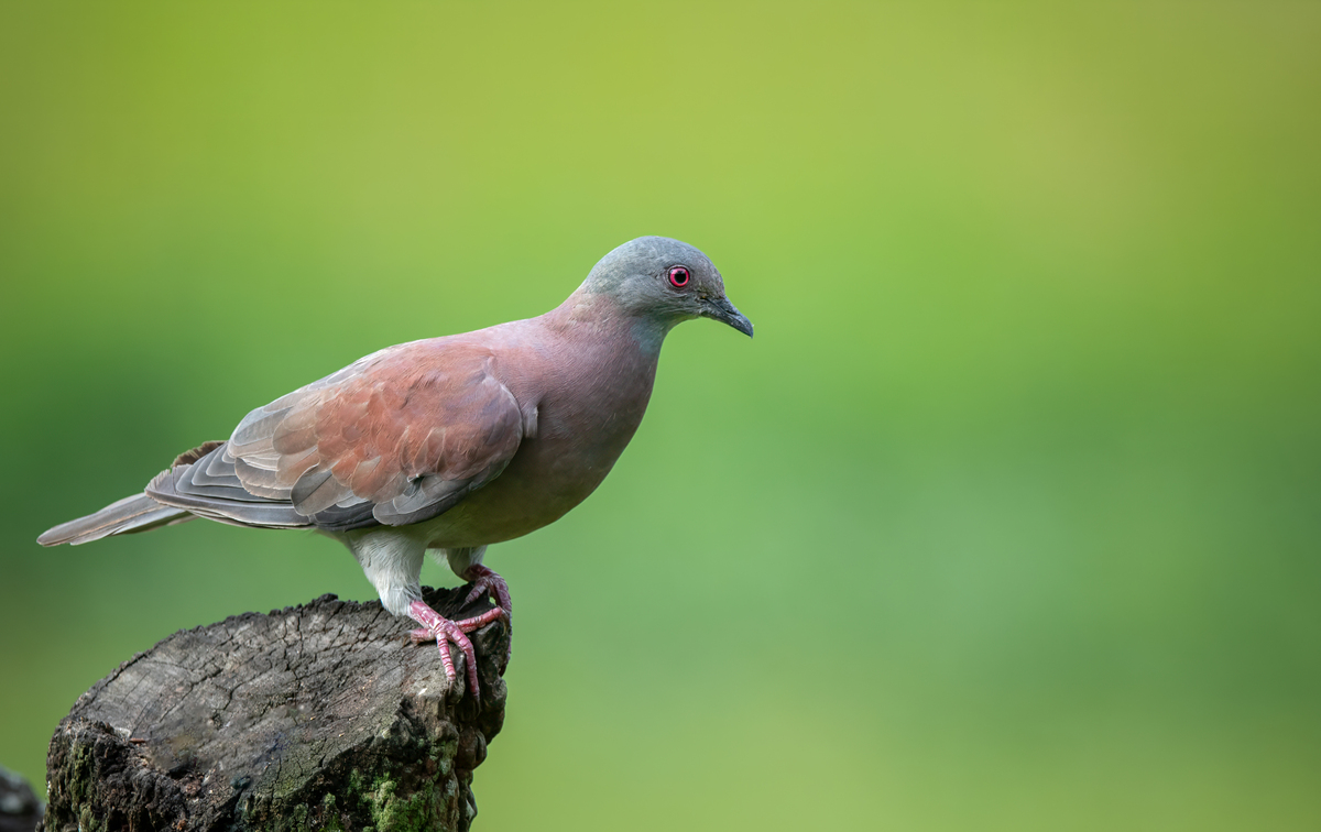 四个鸽子的群名：创意十足的四鸽组合名称