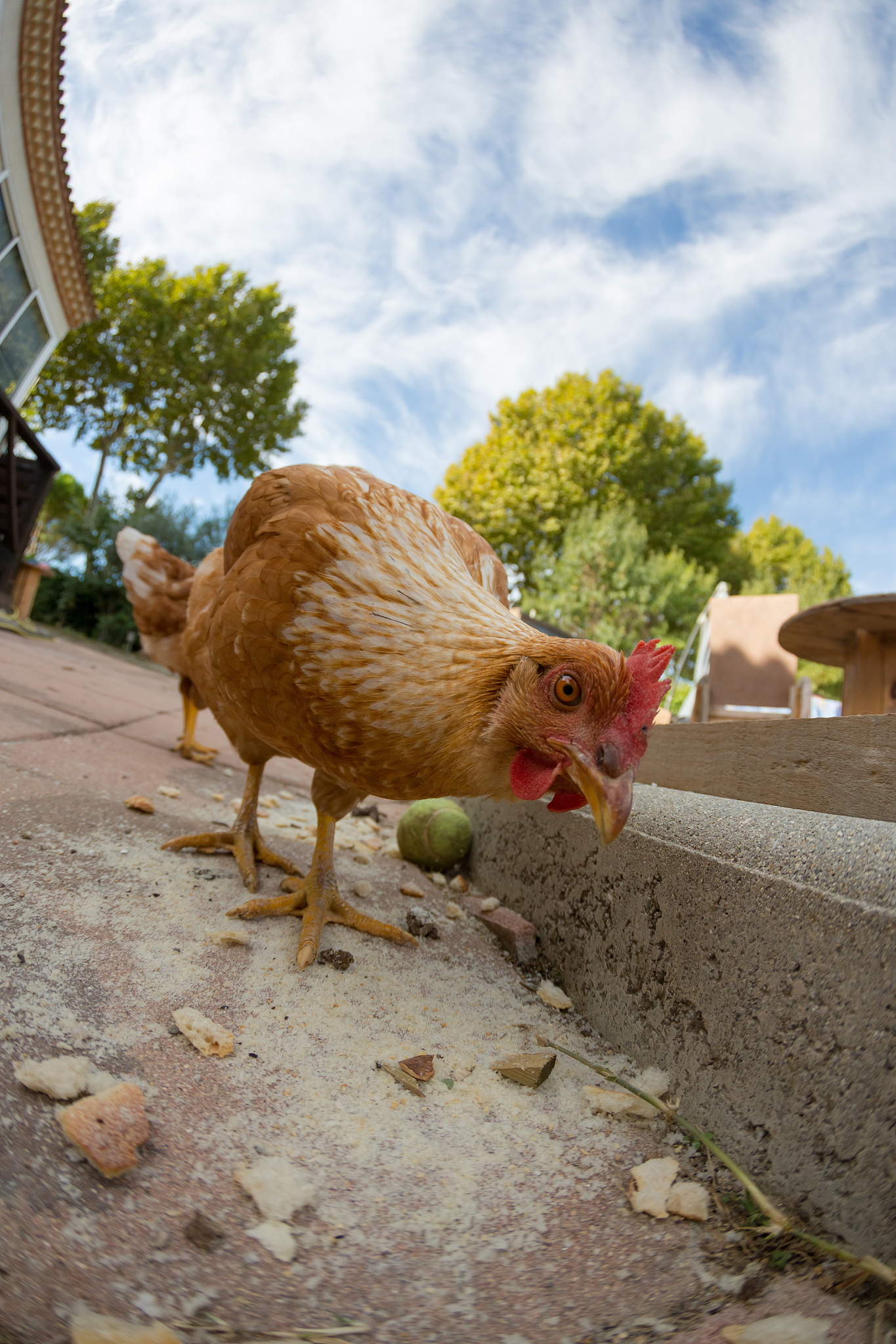 chicken funny