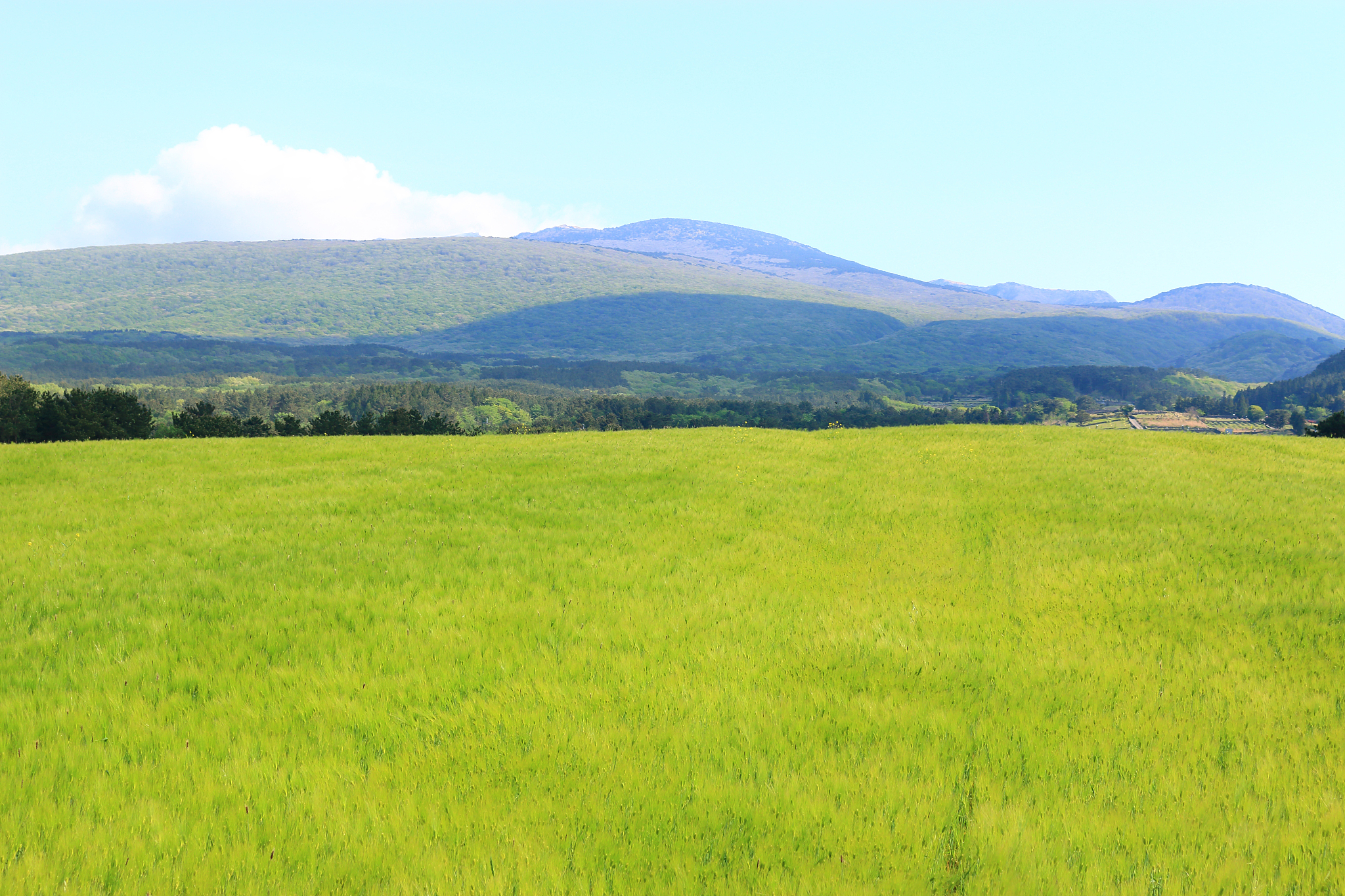 blue barley field, farming, field, field, middle mountain, rape 
