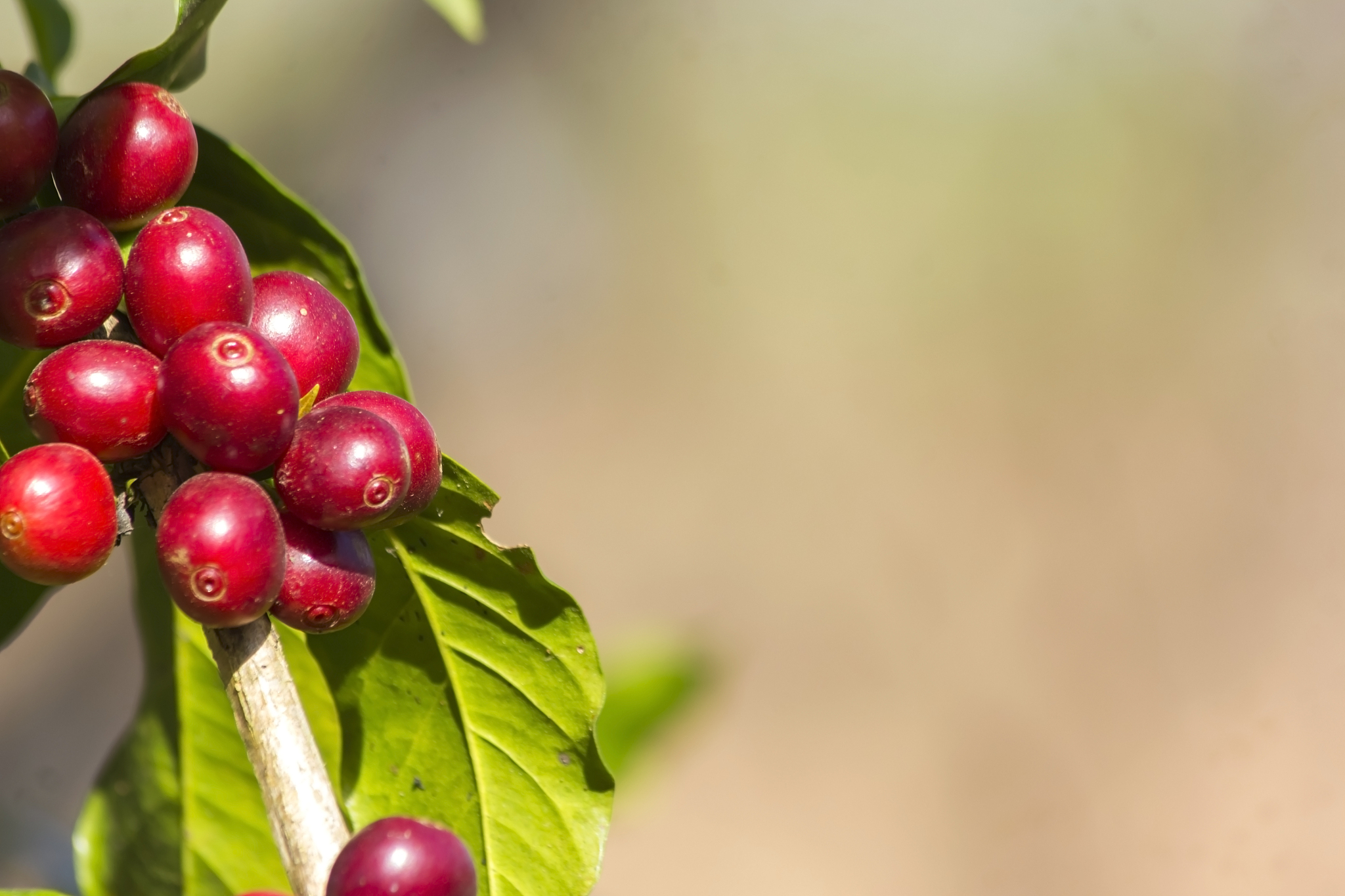 coffee beans