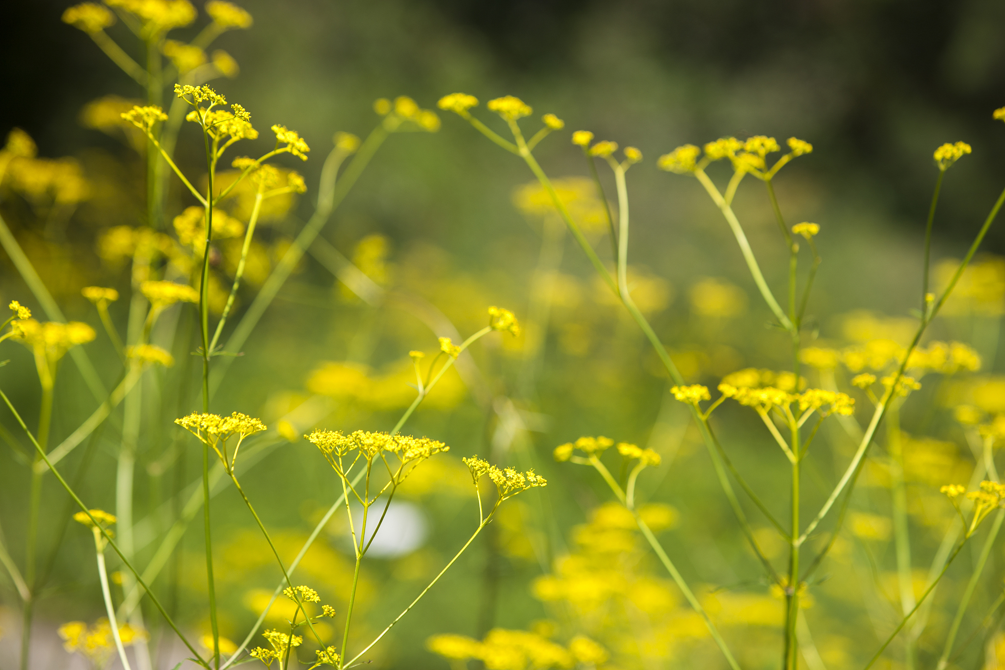 帮我写一首关于油菜花的诗