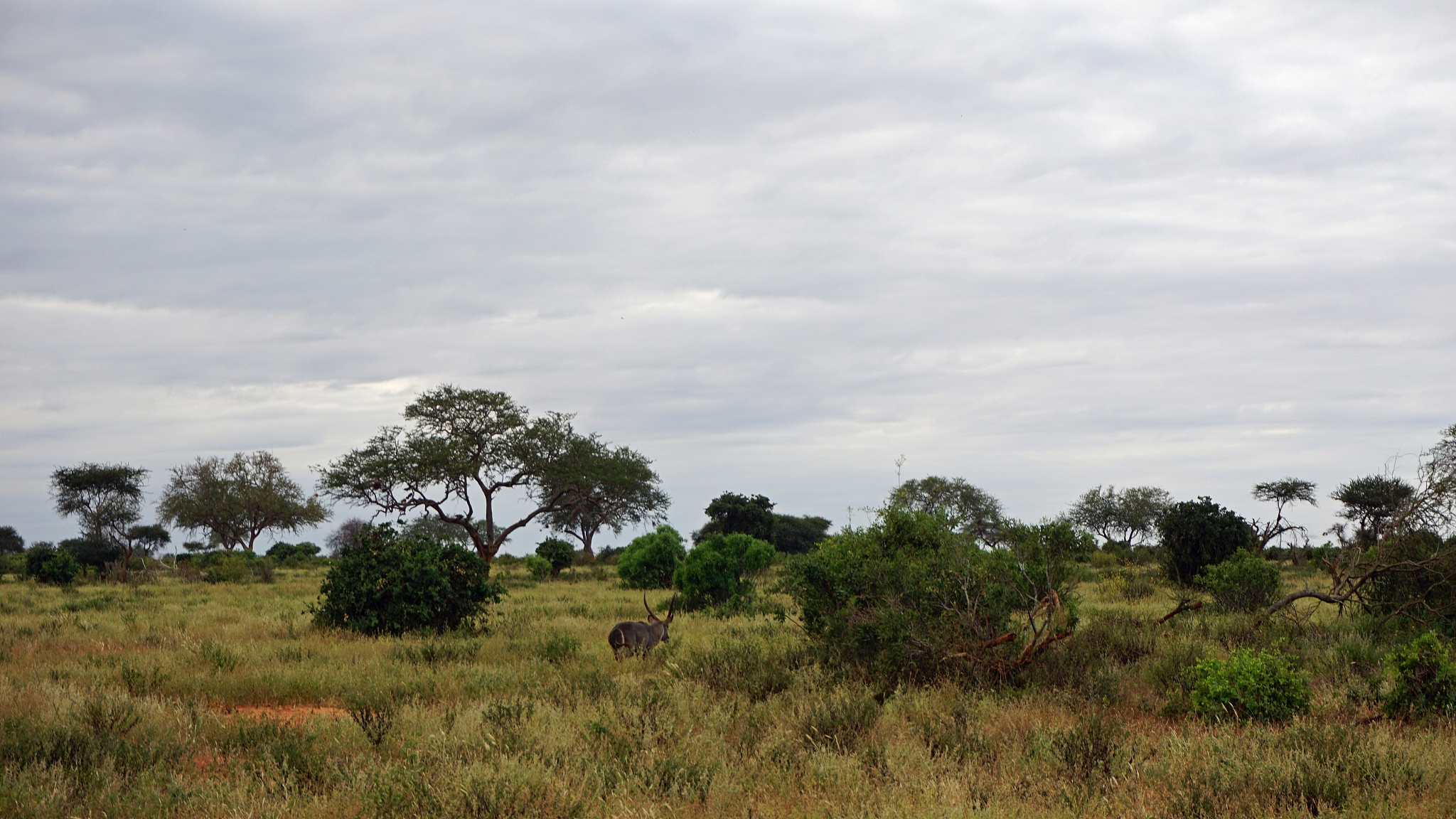 wildlife in africa