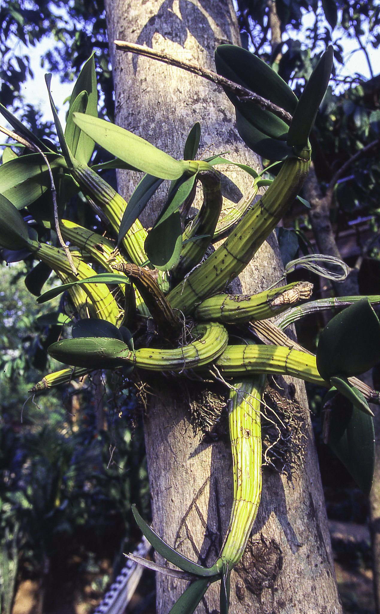 orchids in rainforest in pico bonito national park honduras