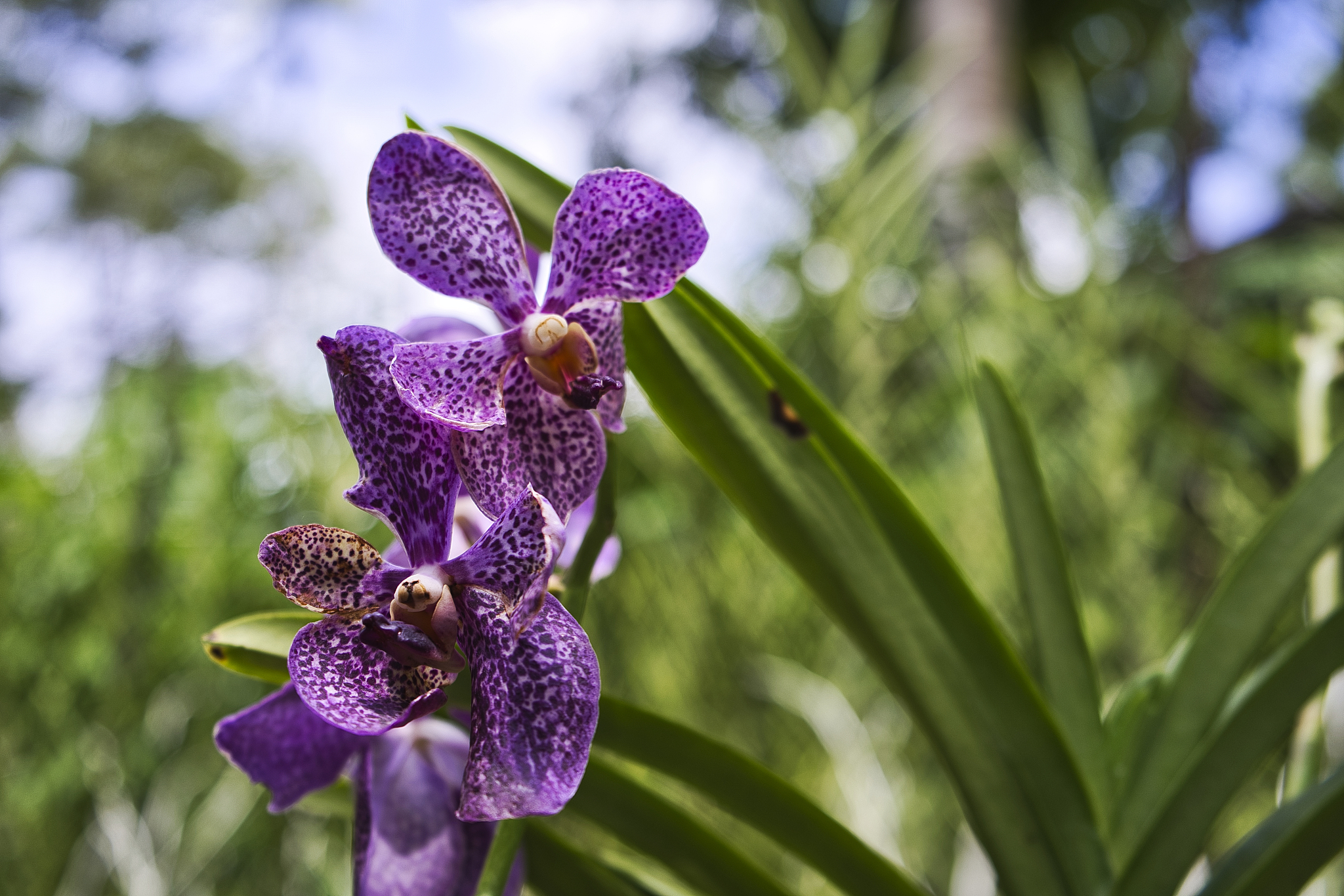 close-up of purple flowering plant