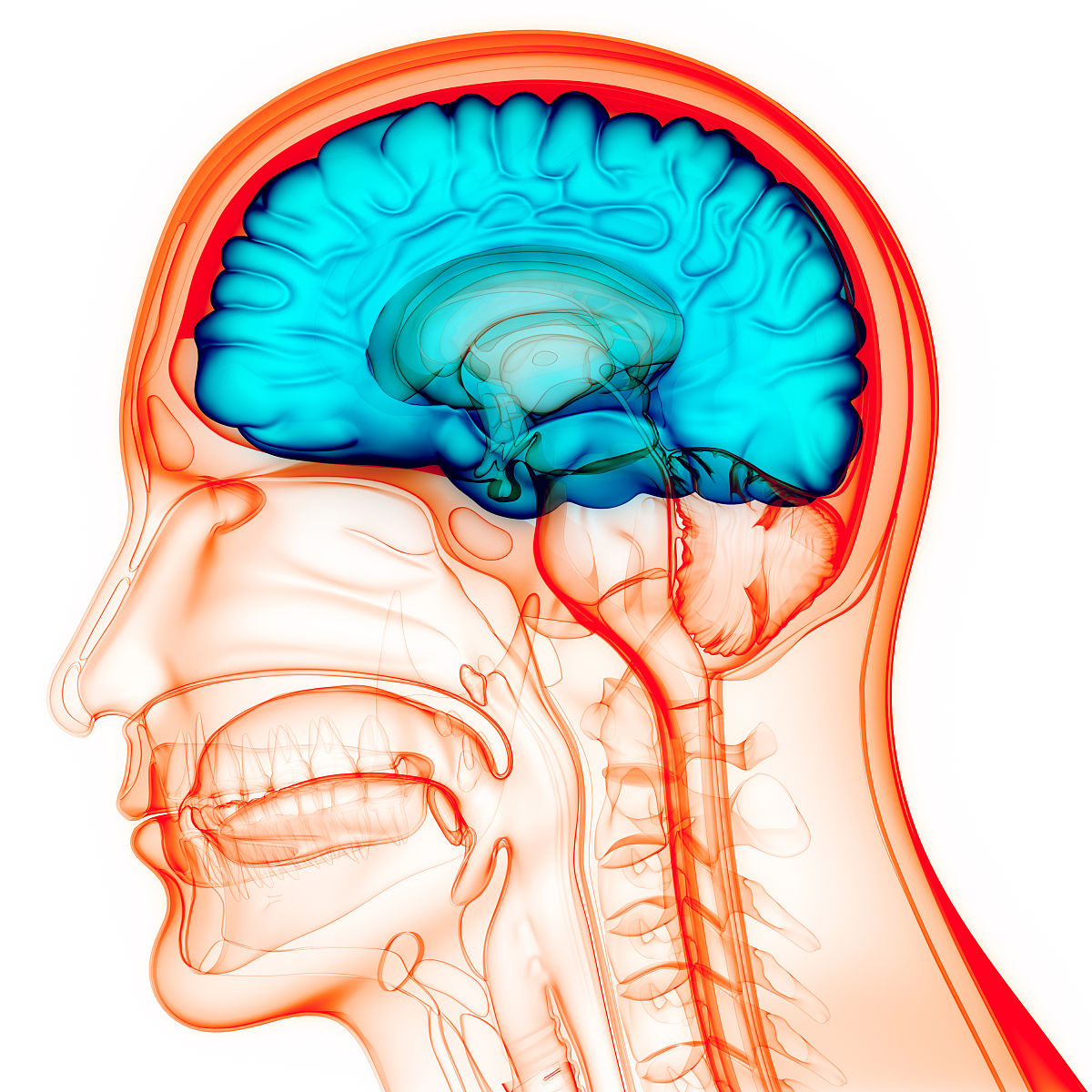 尾状核头部: 脑部结构解析