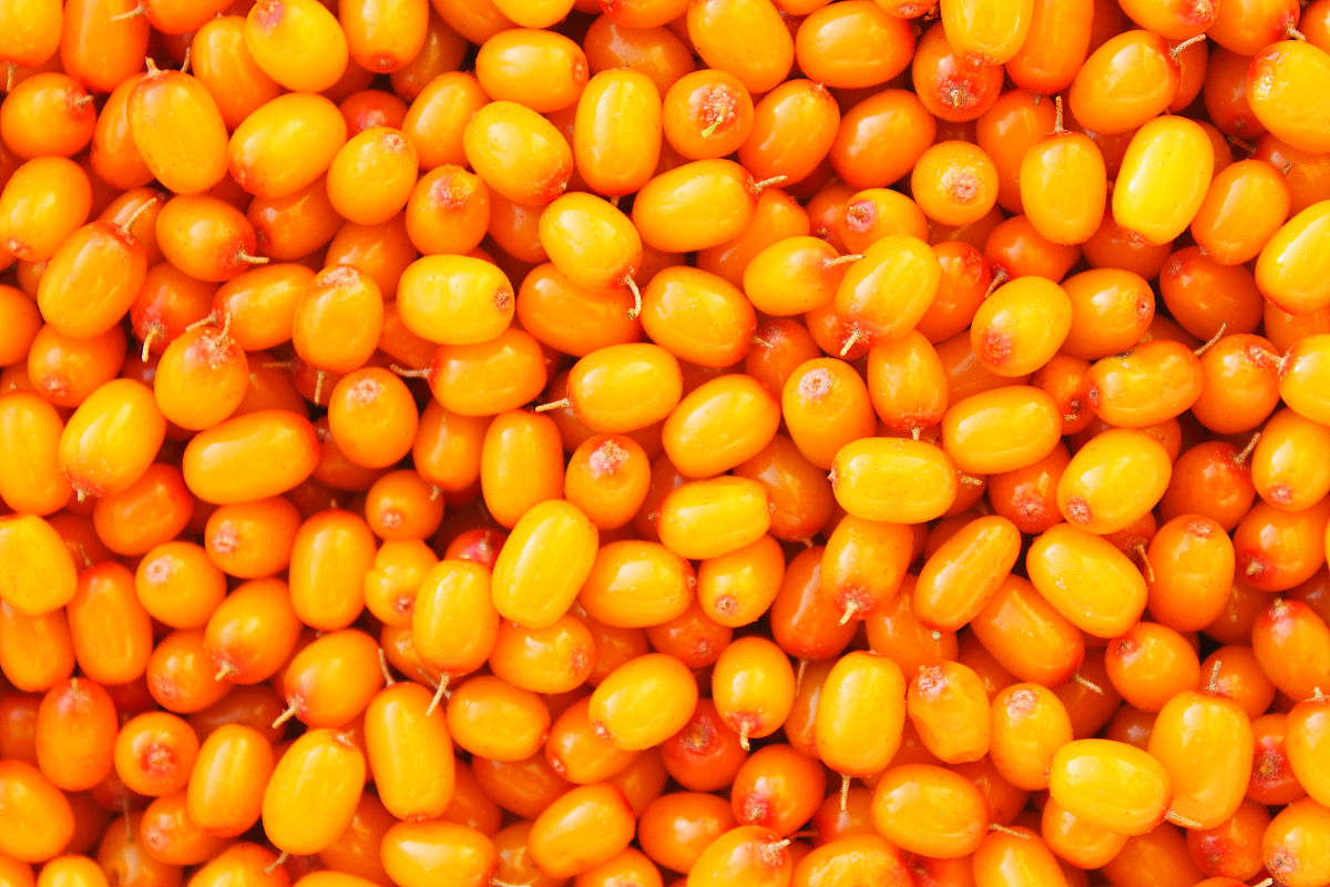 鼎鑫天然沙棘手工精油皂的使用效果如何？