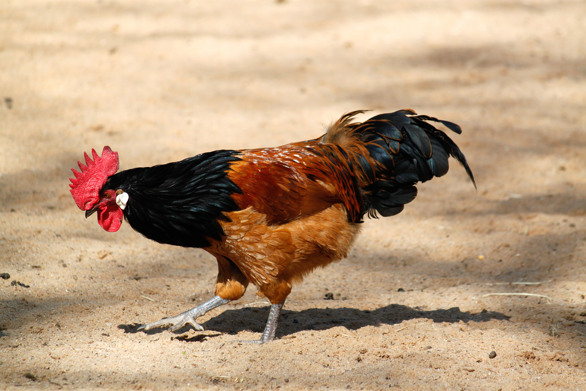 vorwerk chicken