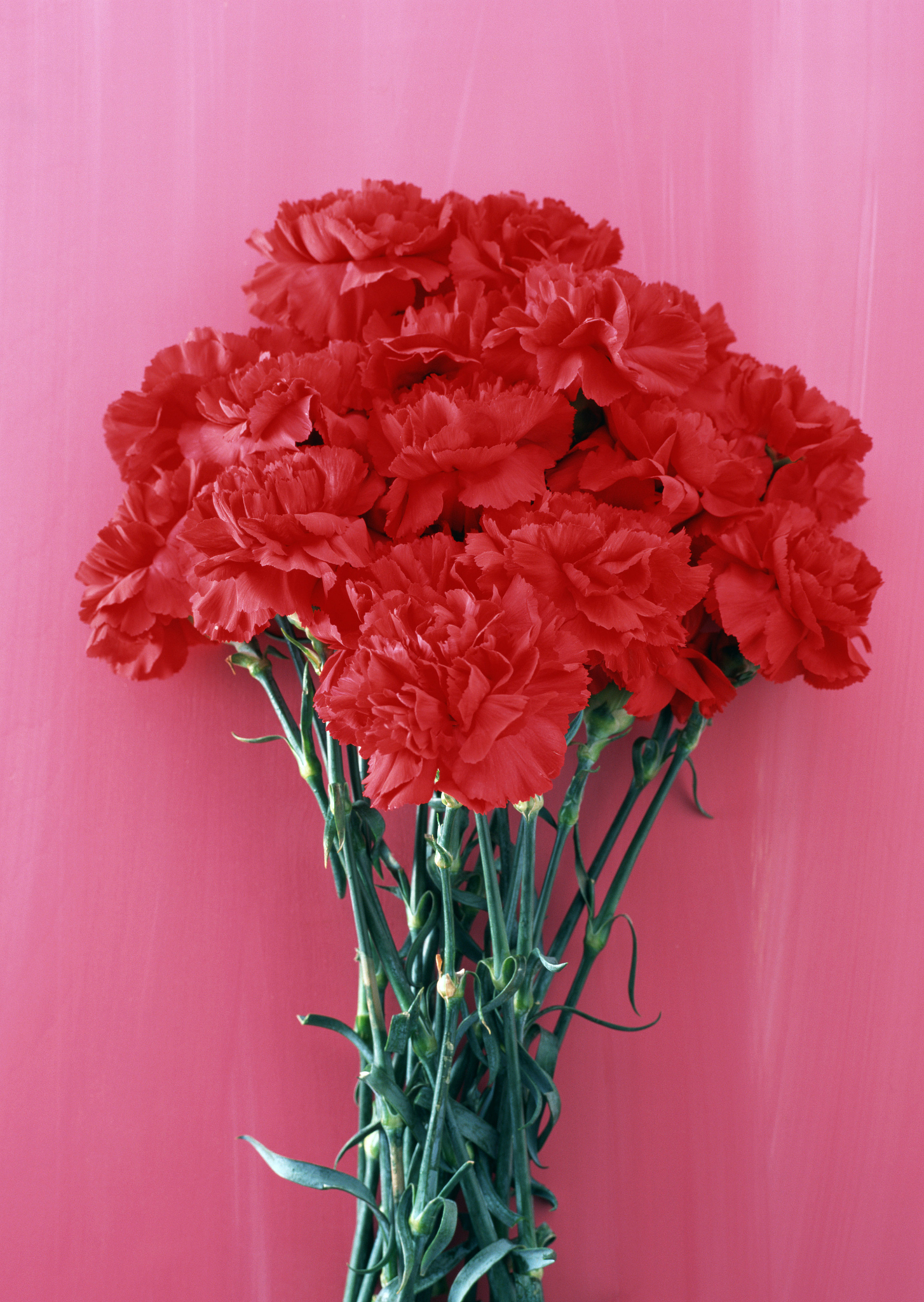 康乃馨花语：解读不同颜色、形状、数量的含义