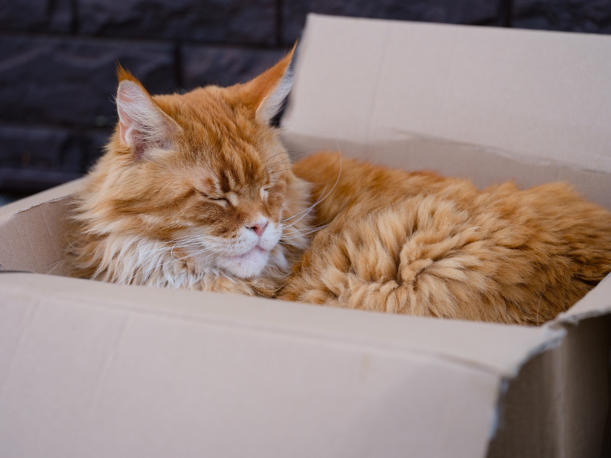 我是橘猫，一只喜欢晒太阳的懒猫