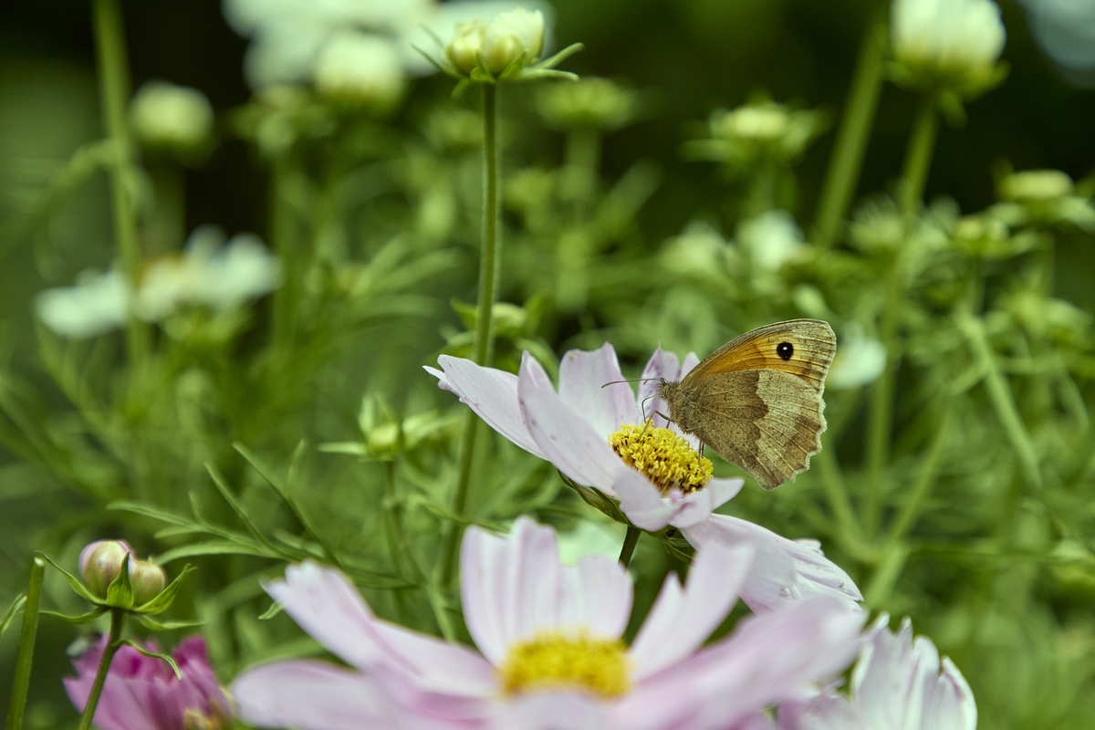 寻找春天：感受生命的力量
