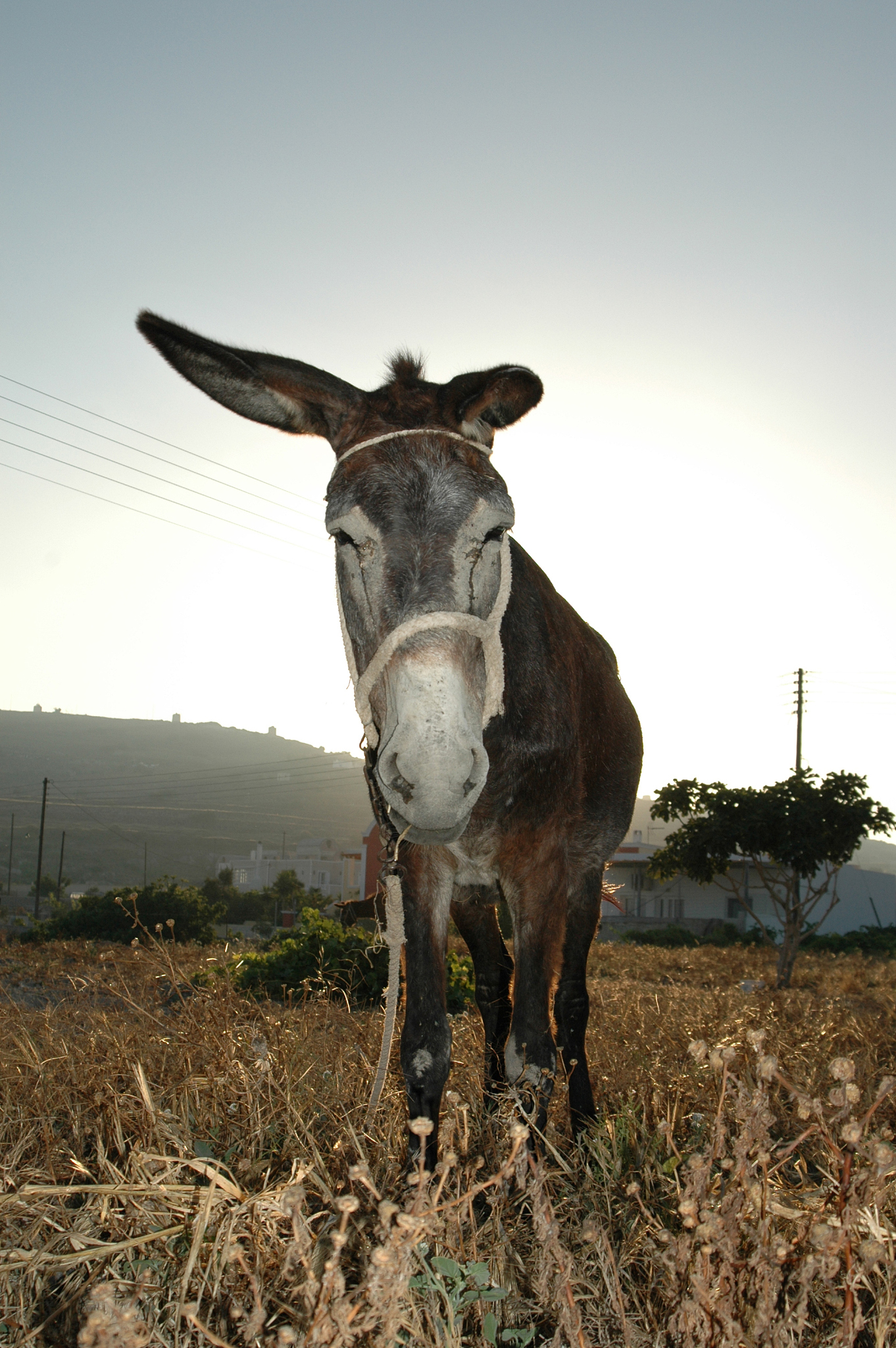 donkey