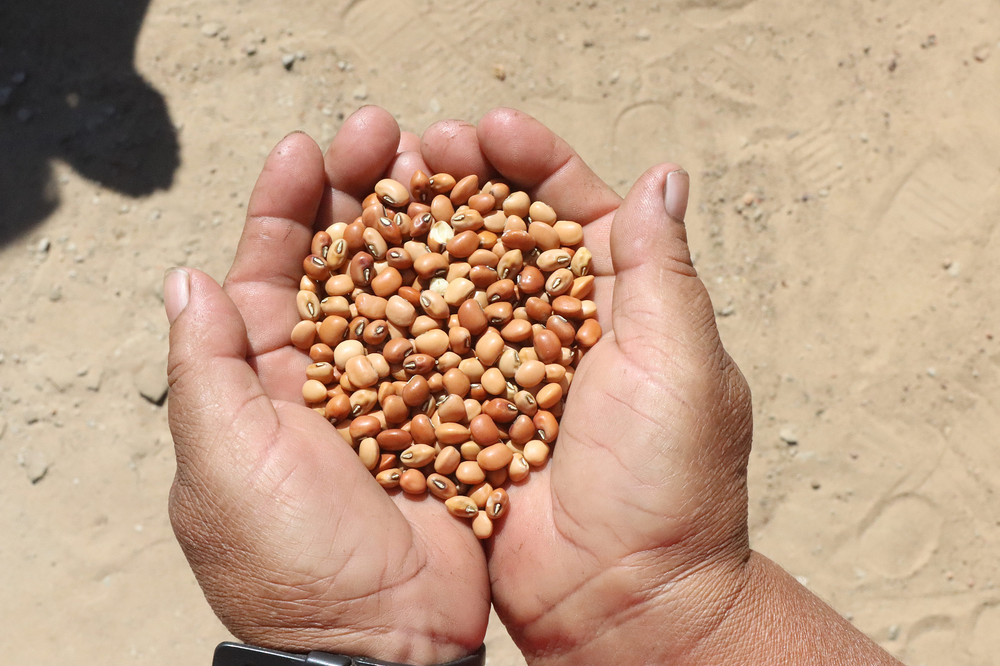 Wynell-Digrazian按照博士毕业论文的要求撰写以大豆蛋白对水产动物生长、肌肉发育的影响为主题的引言内容字数500字。