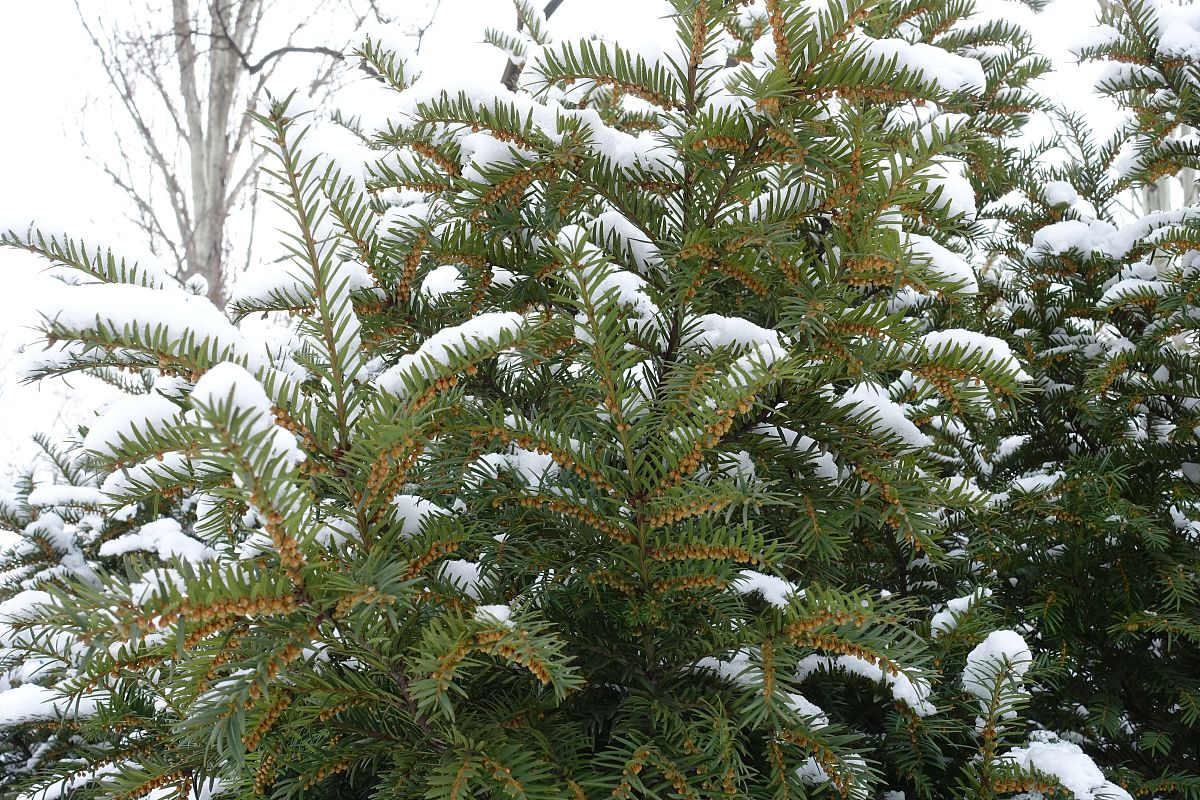 什么是雄性球果？ -  植物繁殖知识