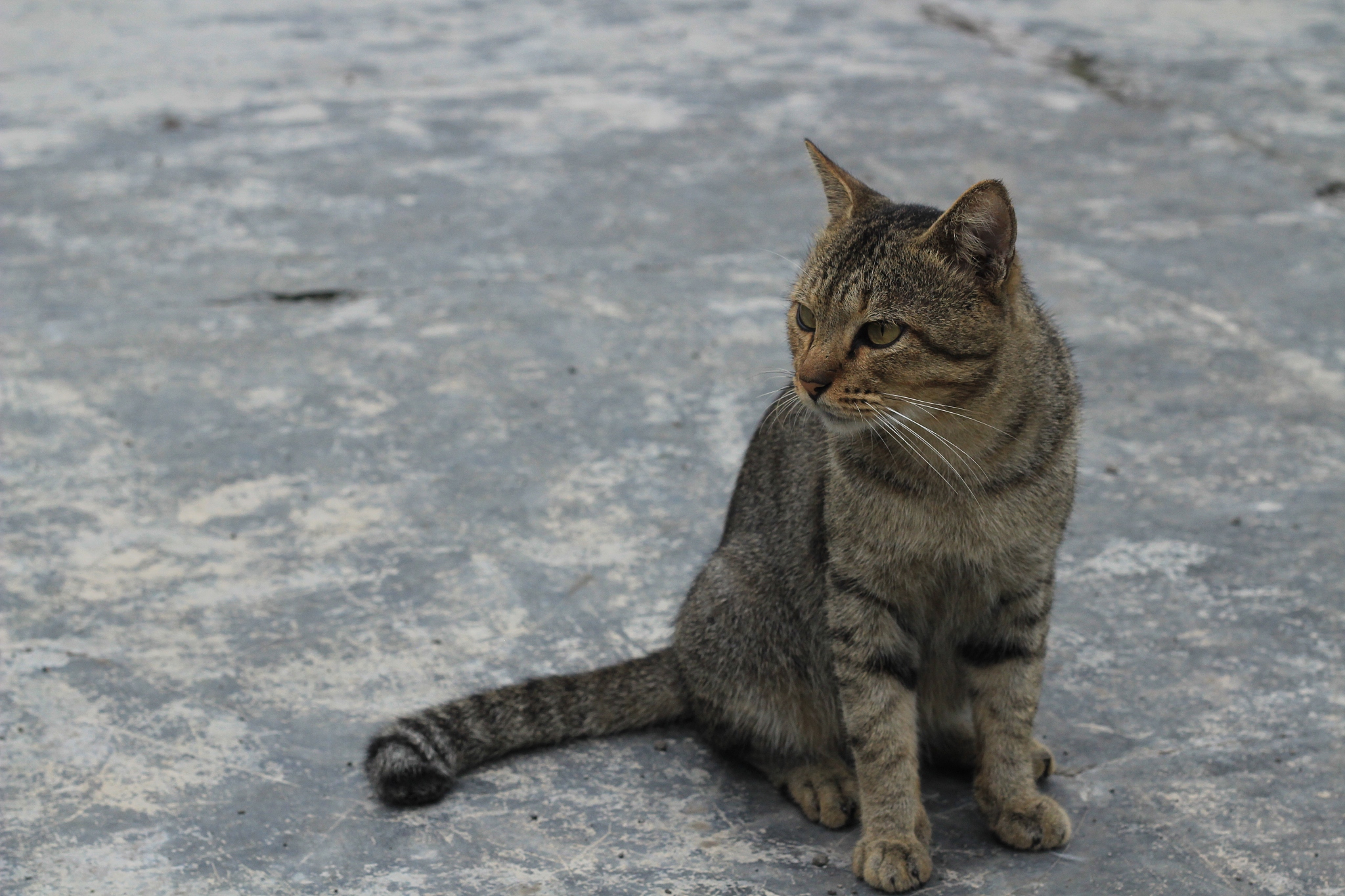 请帮我画一张爱国的猫