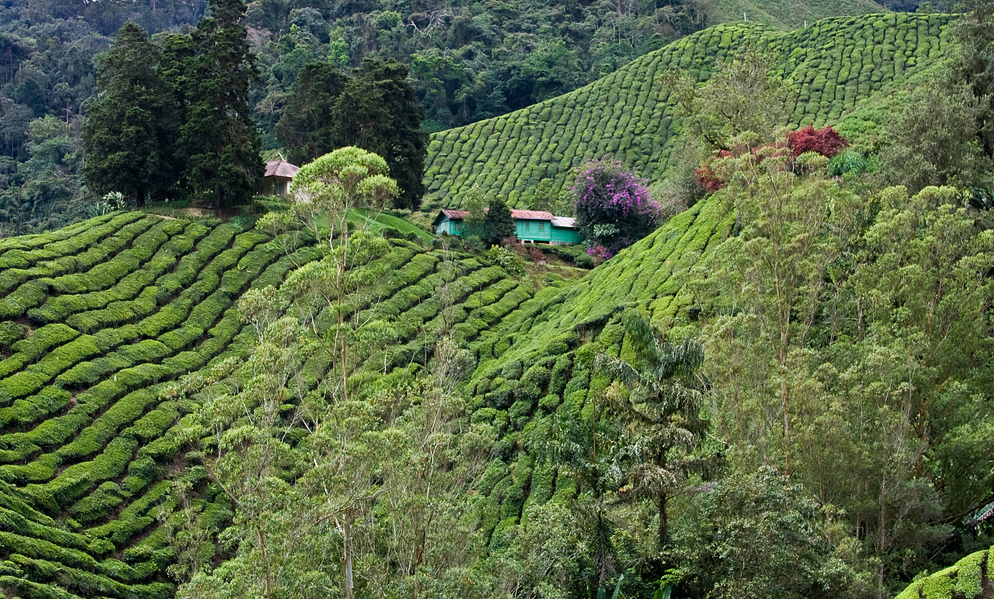 六堡茶的社会环境
