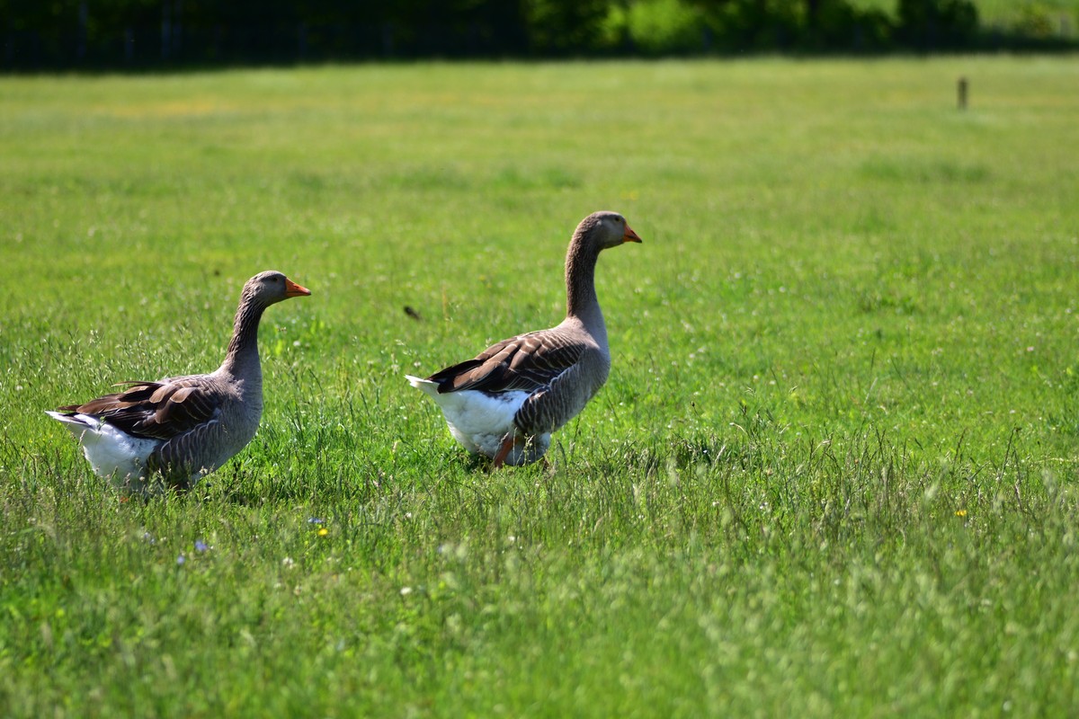 写一篇关于养殖狮头鹅的文案