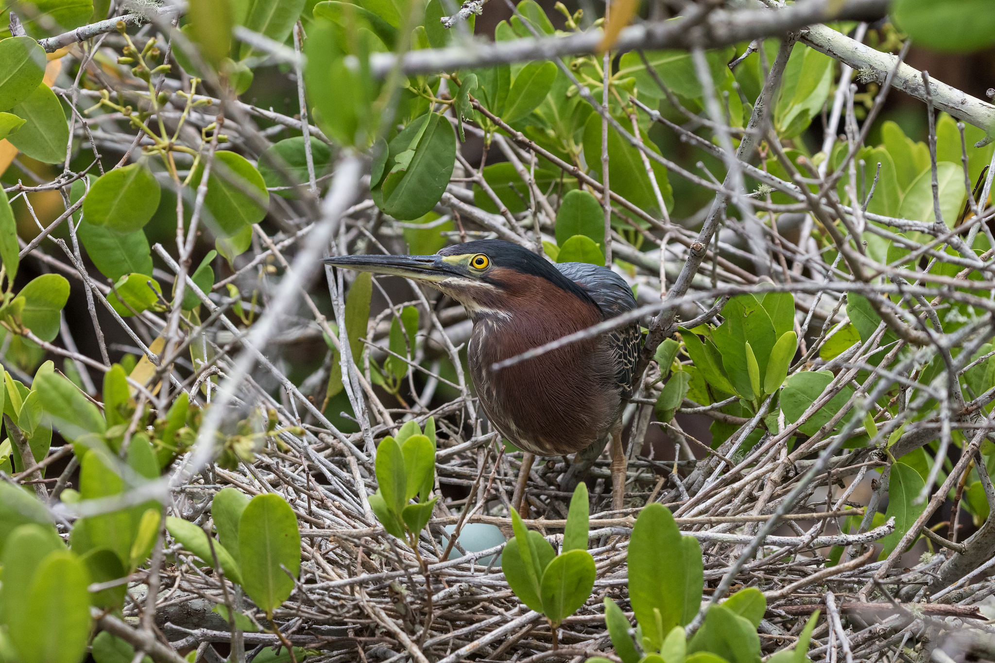 green heron in the nest with egg, j.n. ''ding'' darling national