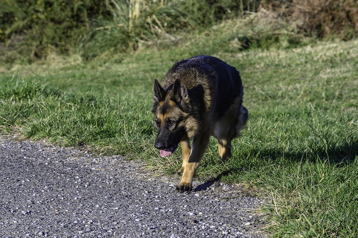 搜救犬负重能力：体重与训练的平衡