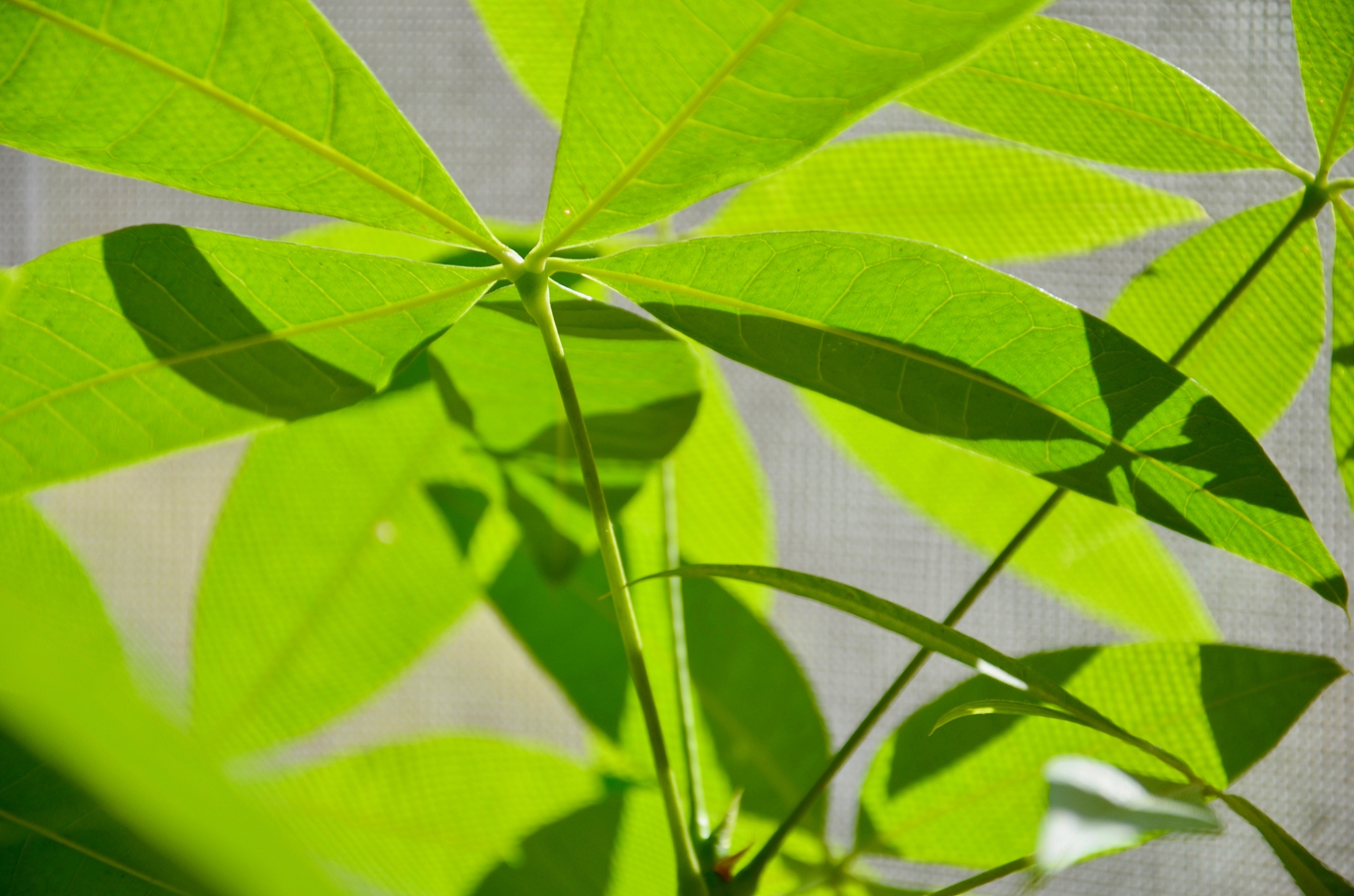 close-up of plant leaves